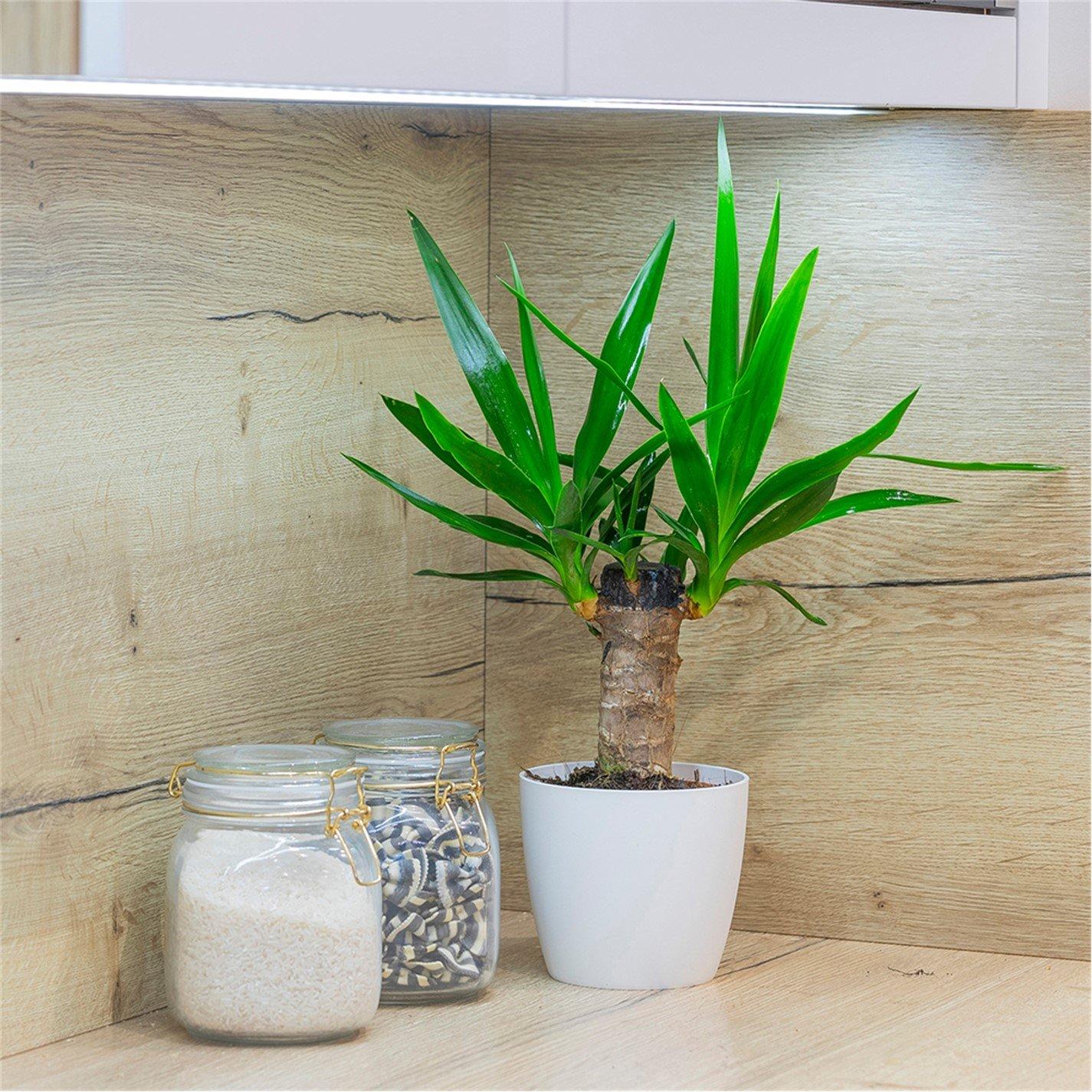 Yougarden Yucca Single Stem Plant - Image 4