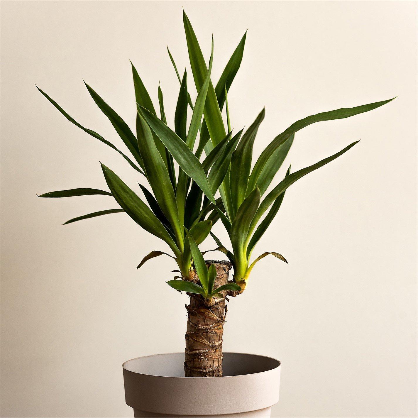 Green - YouGarden - Yucca single stem 11cm - 2