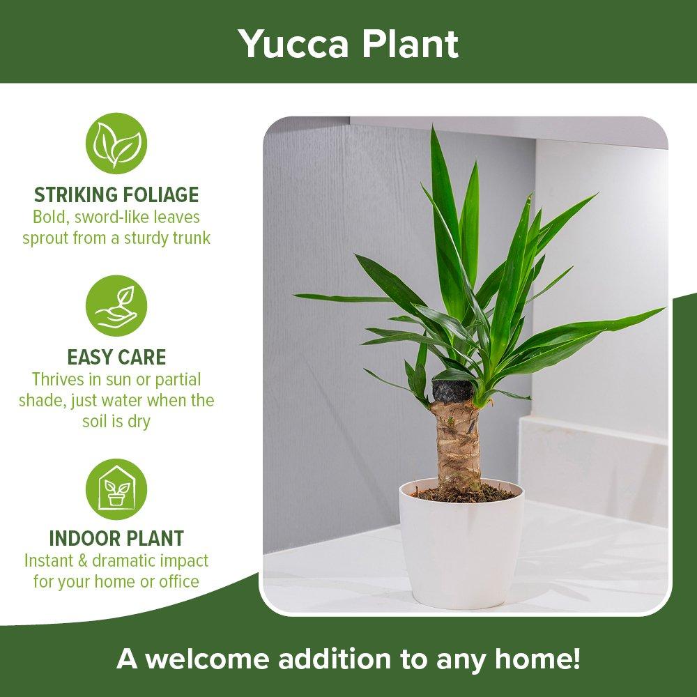 Green - YouGarden - Yucca single stem 11cm - 3