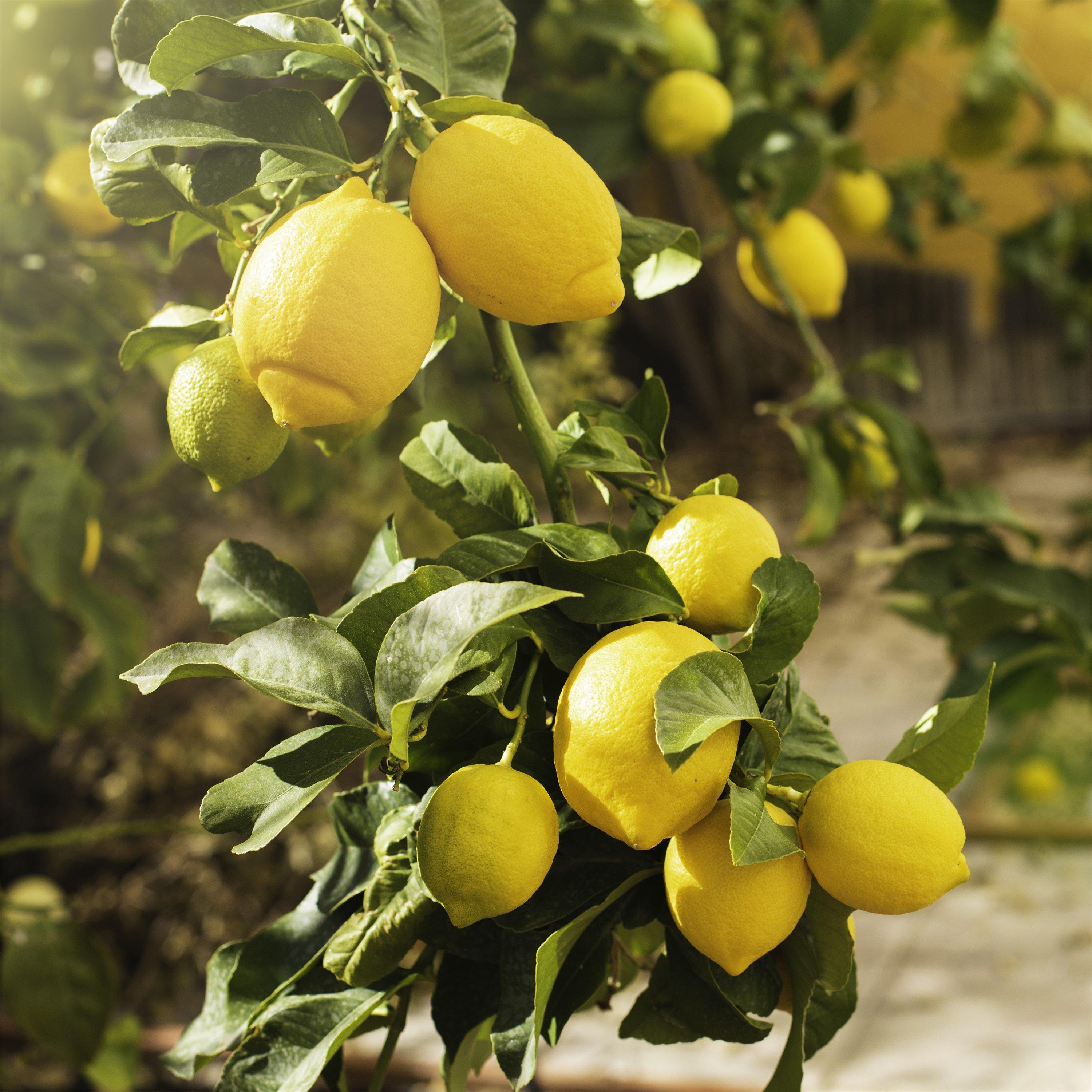 Green - YouGarden - Citrus Lemon 4/5L - 2