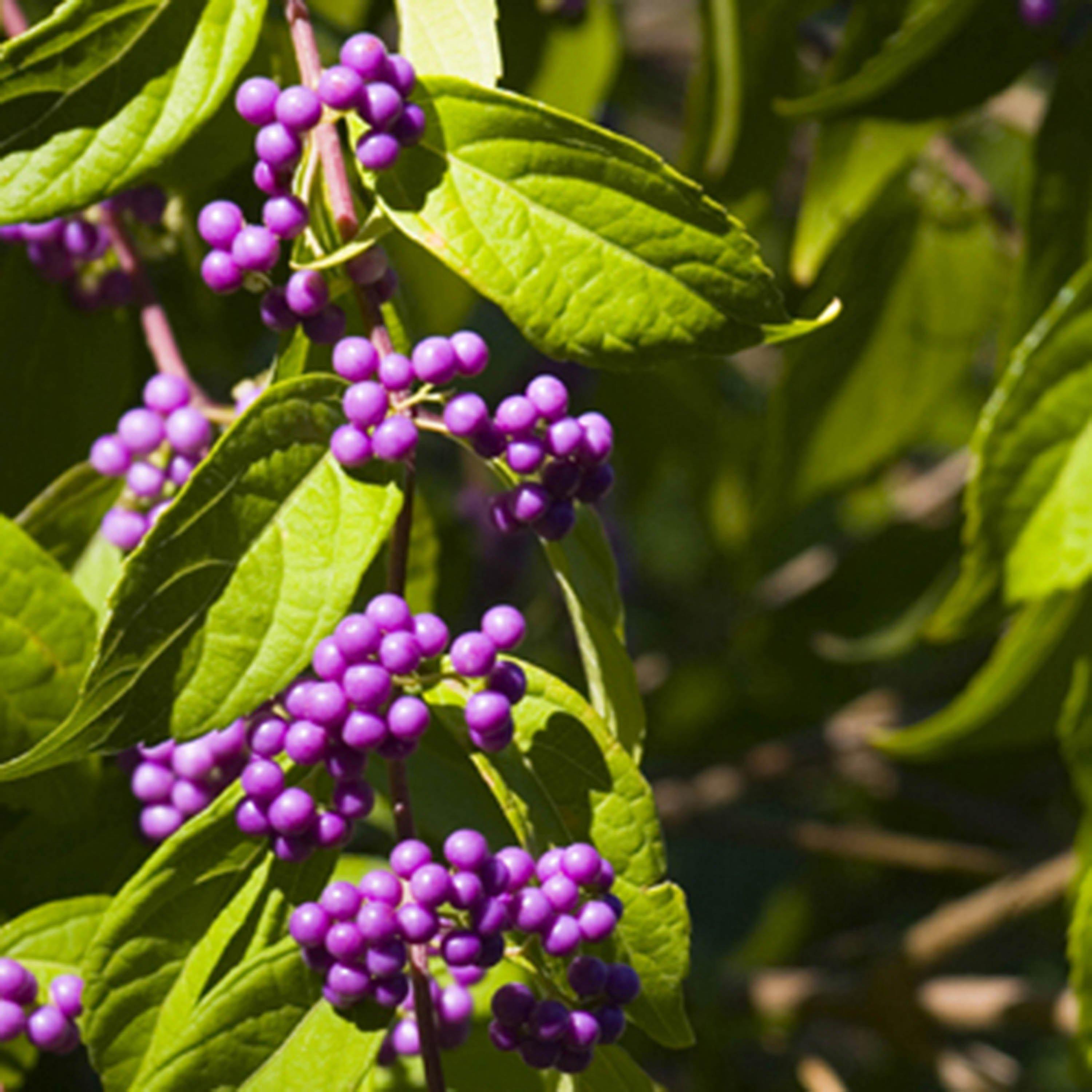 Purple - YouGarden - Callicarpa Profusion Beauty Berry 3L - 1