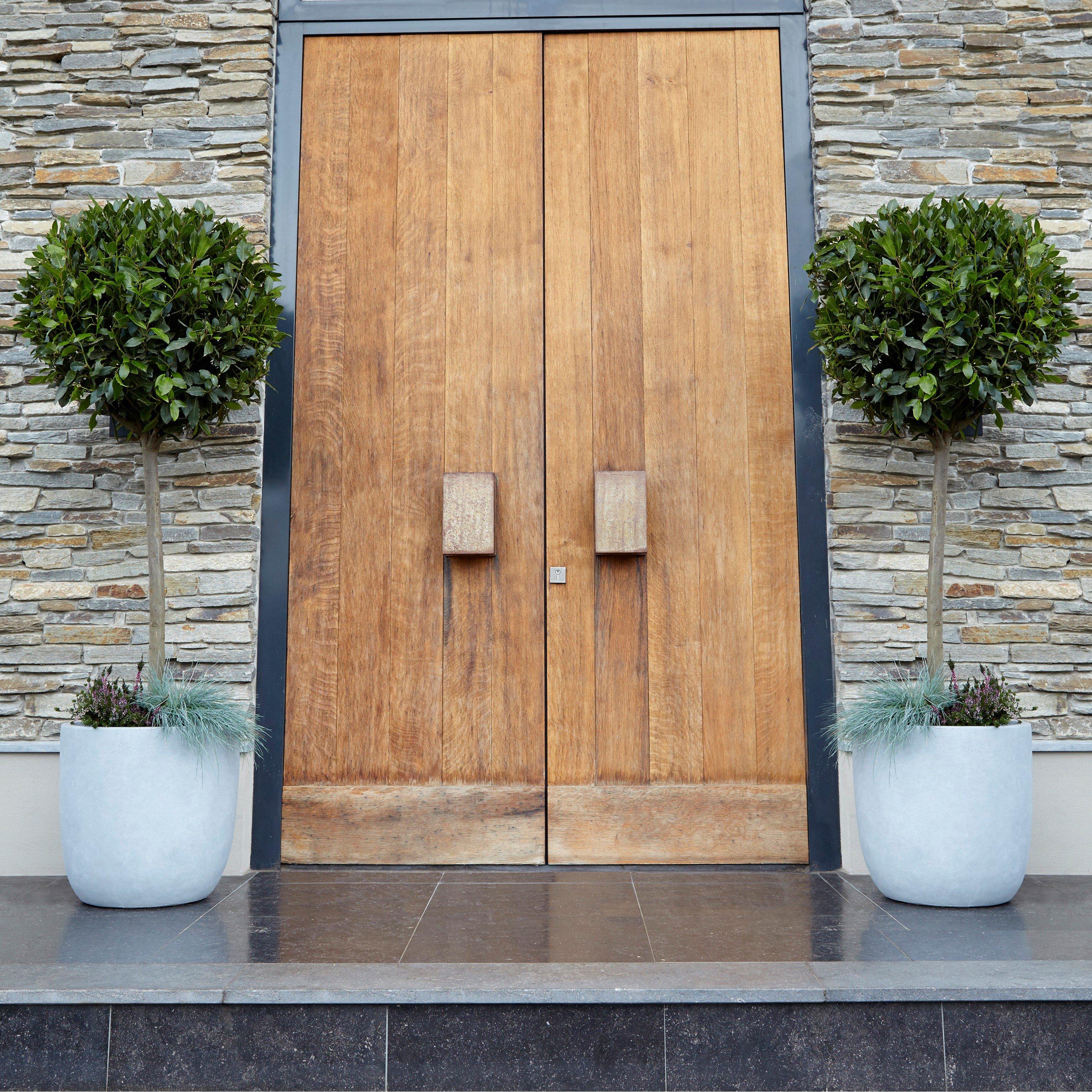 Green - YouGarden - Standard Bay Trees 70-80cm x 2 - 1