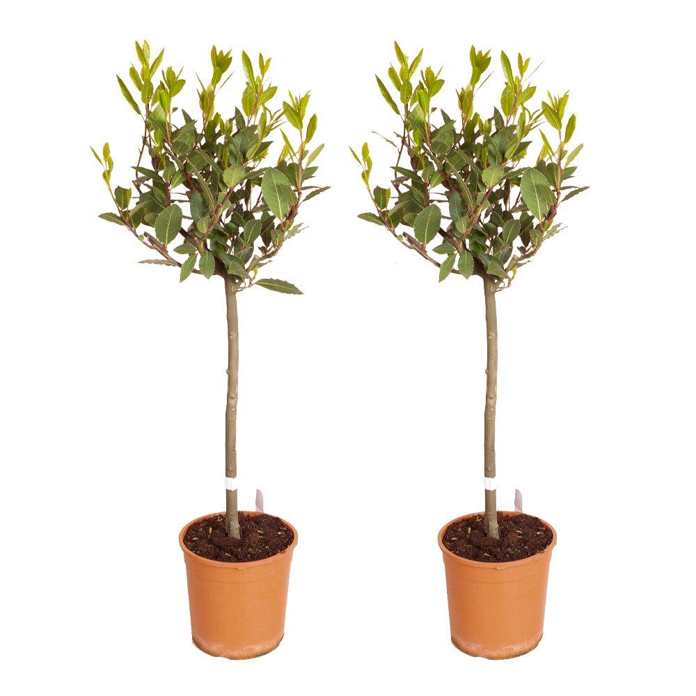 Green - YouGarden - Standard Bay Trees 70-80cm x 2 - 2