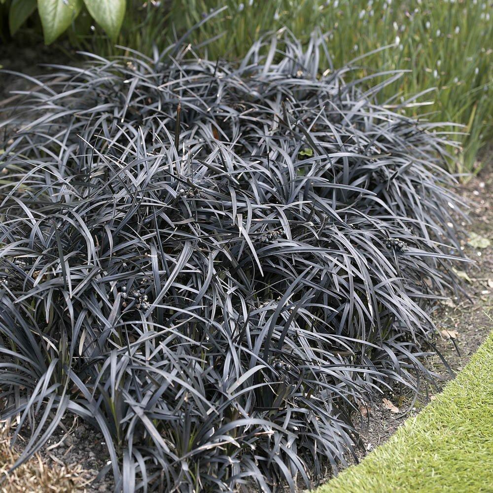 Black - YouGarden - Ophiopogon Black Dragon Grass 9cm x 3 - 2