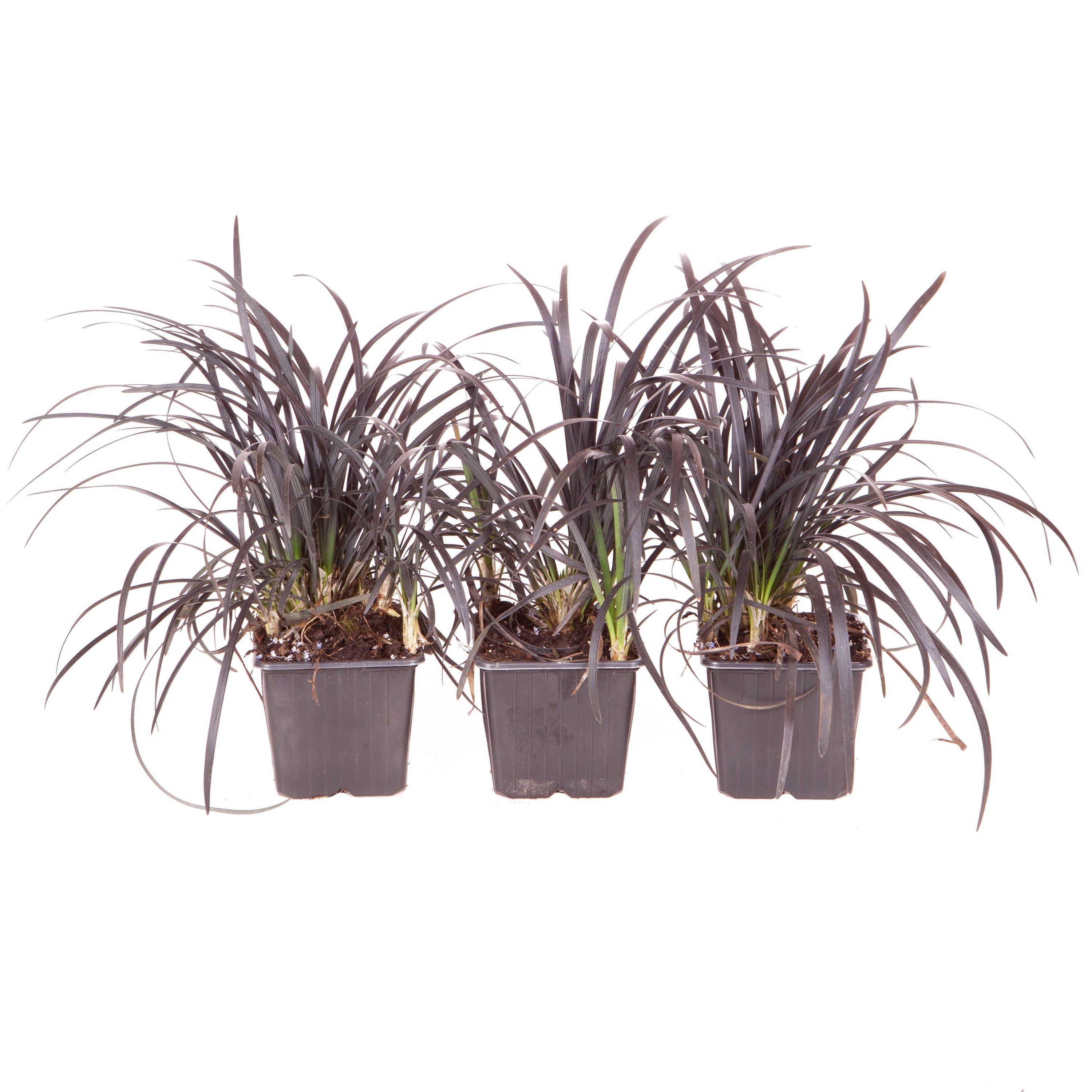 Black - YouGarden - Ophiopogon Black Dragon Grass 9cm x 3 - 3