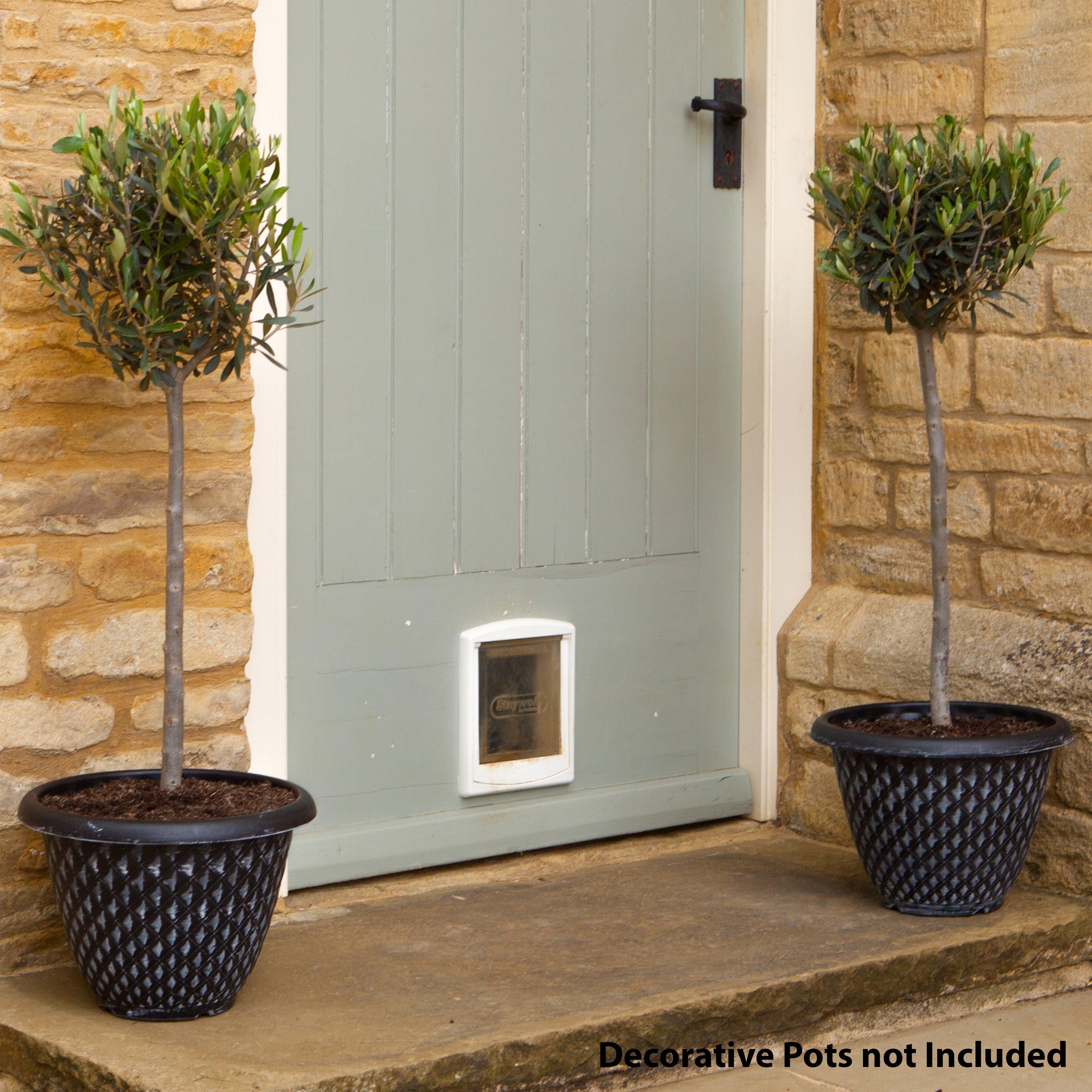 Yougarden  Olive Tree Standard 80Cm 18Cm Pot X 2 - Green - 2 x 18cm P