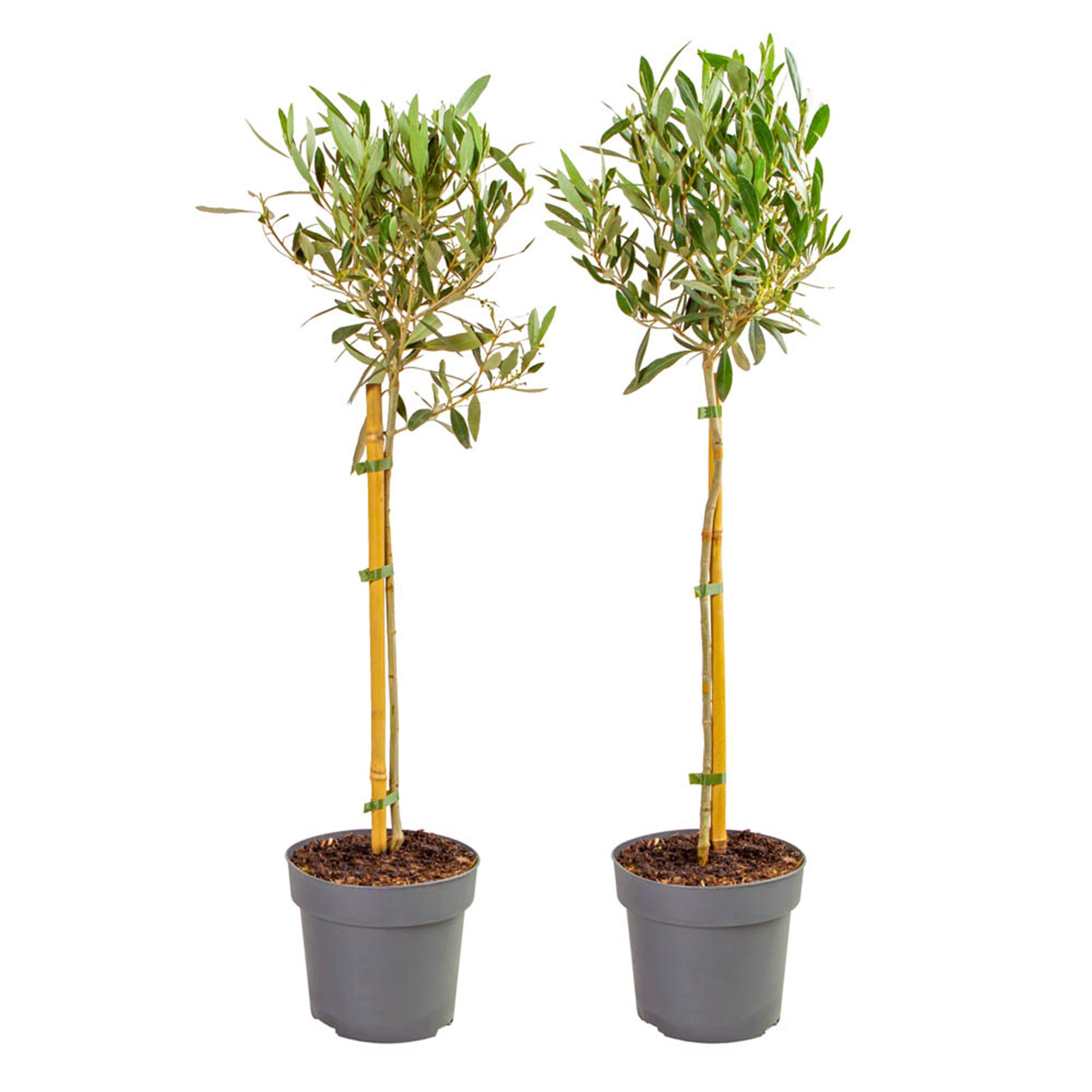 Green - YouGarden - Olive Tree Standard 80cm 18cm pot x 2 - 2