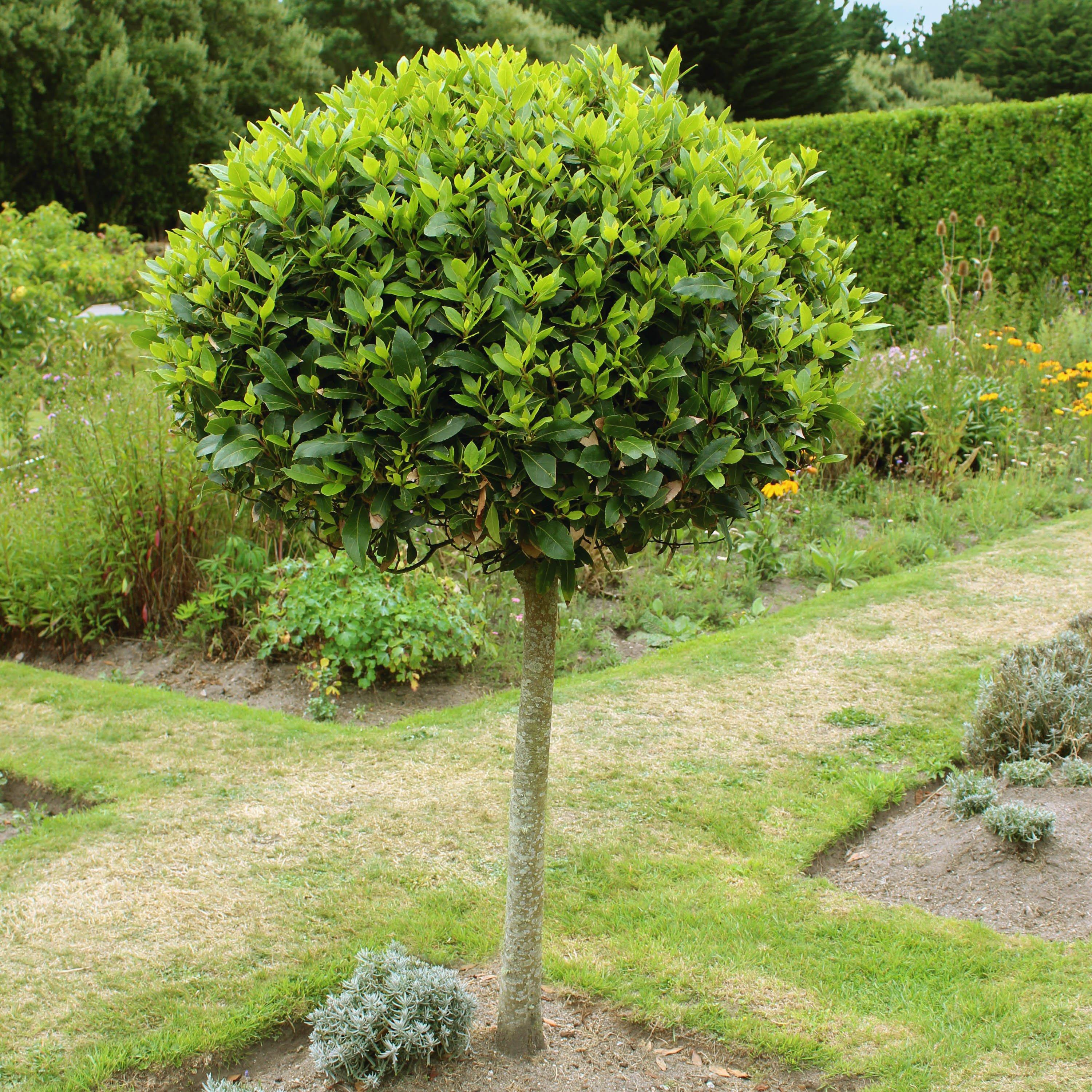 Yougarden  Bay Tree Standard 70-80Cm Tall - Green