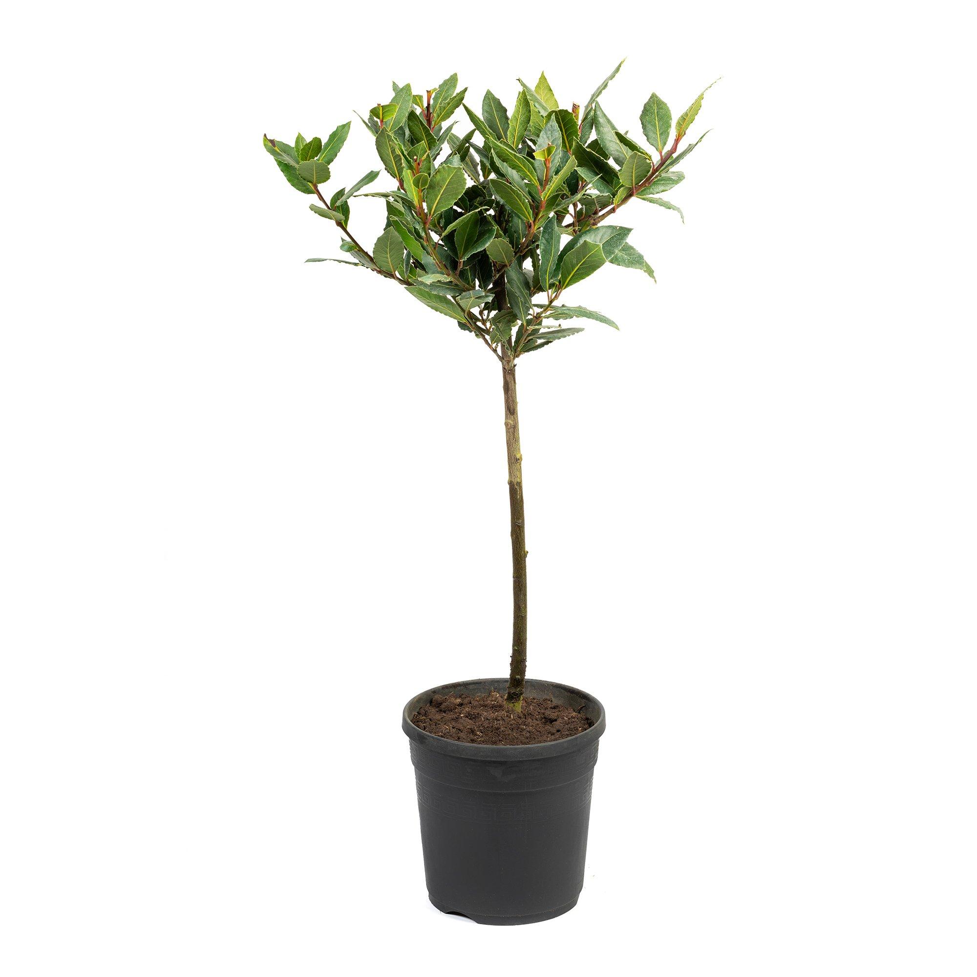 Green - YouGarden - Bay Tree Standard 70-80cm tall - 2