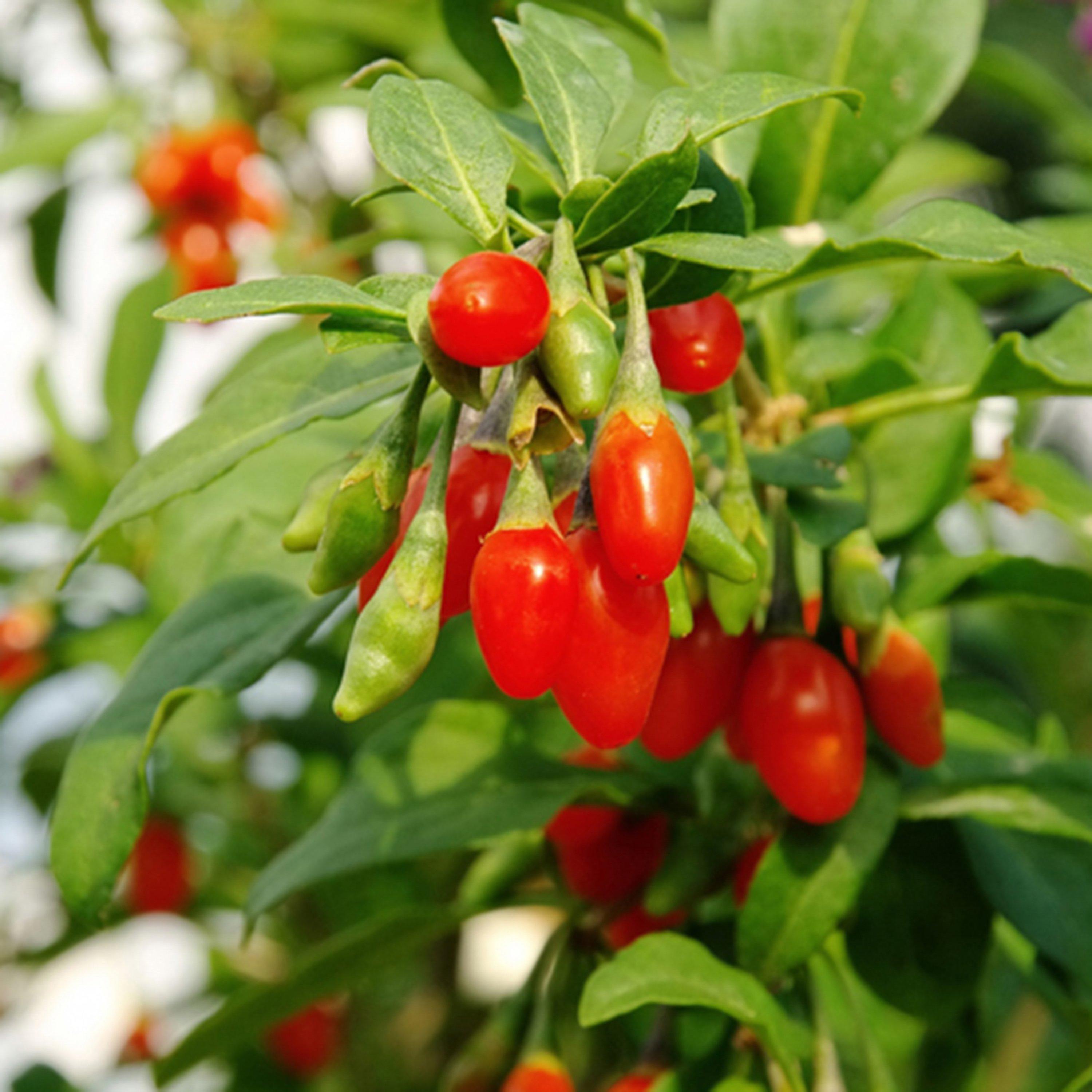 Multi - YouGarden - Lycium barb Sweet Lifeberry Goji Berry 9cm x3 - 1