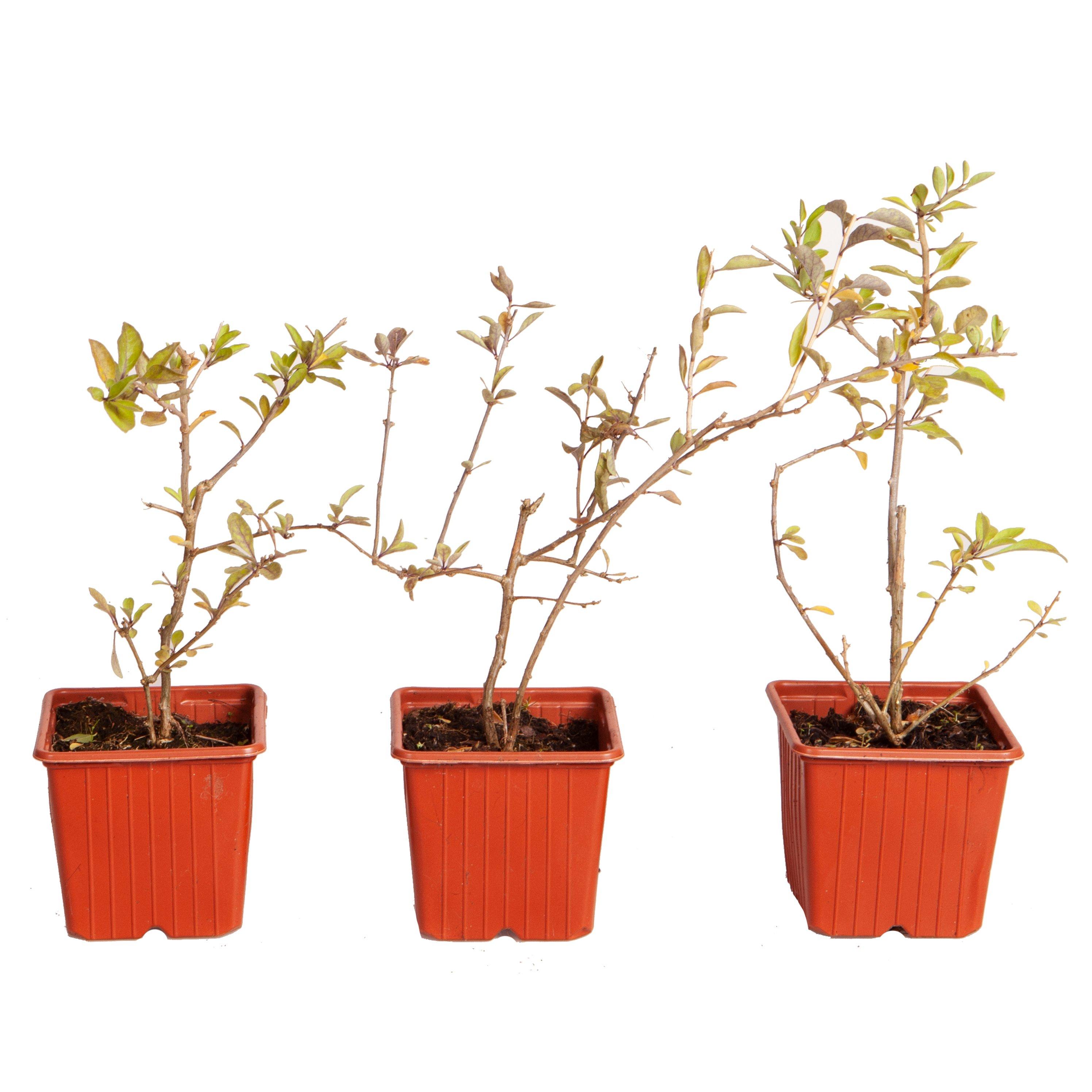 Multi - YouGarden - Lycium barb Sweet Lifeberry Goji Berry 9cm x3 - 2