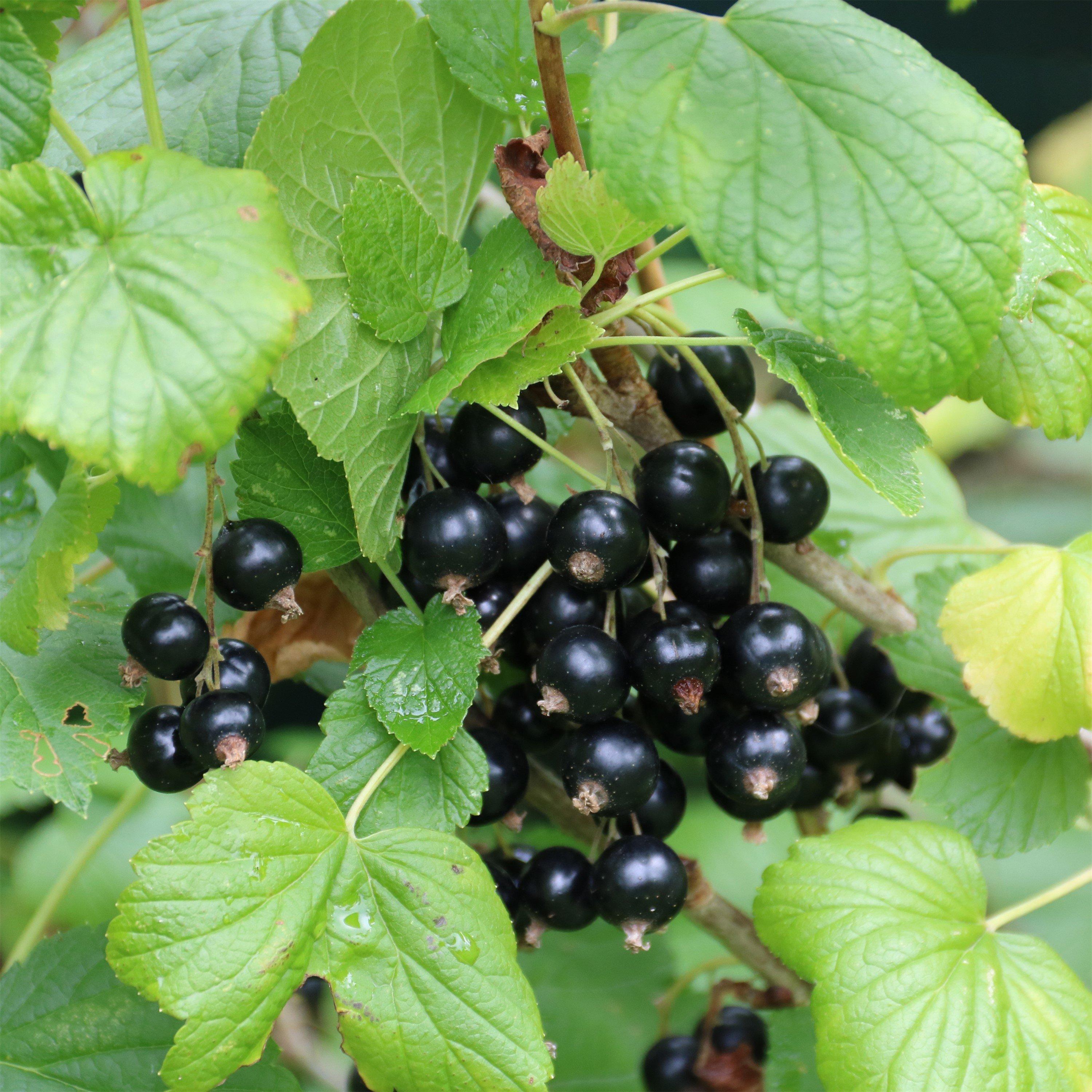 Black - YouGarden - Blackcurrant Titania 1.7L - 1