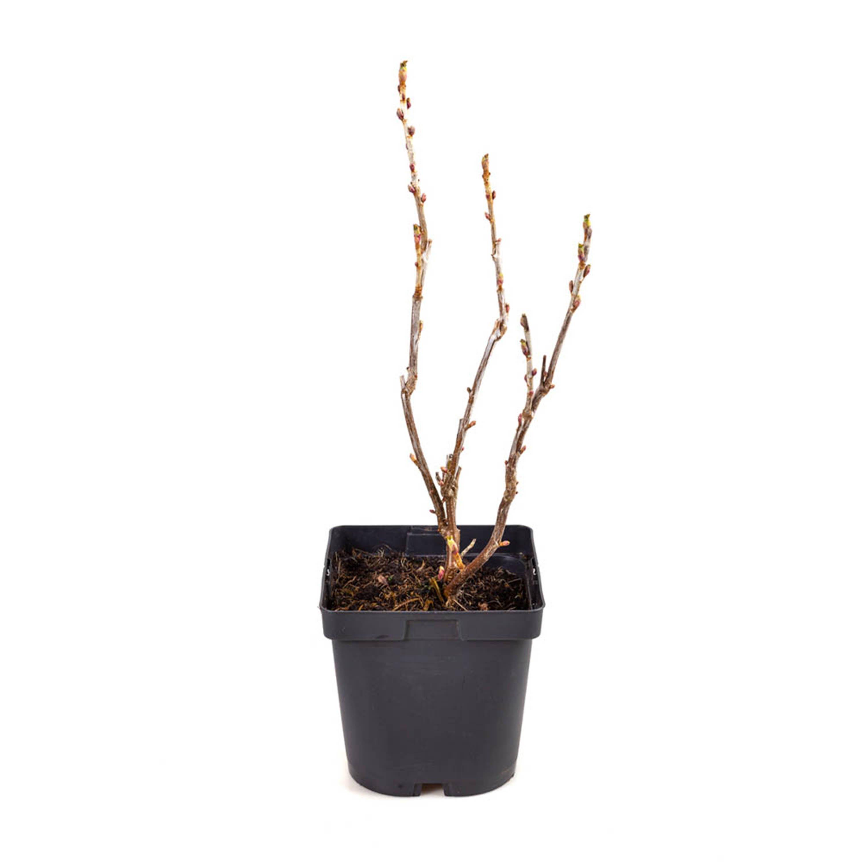 Black - YouGarden - Blackcurrant Titania 1.7L - 2