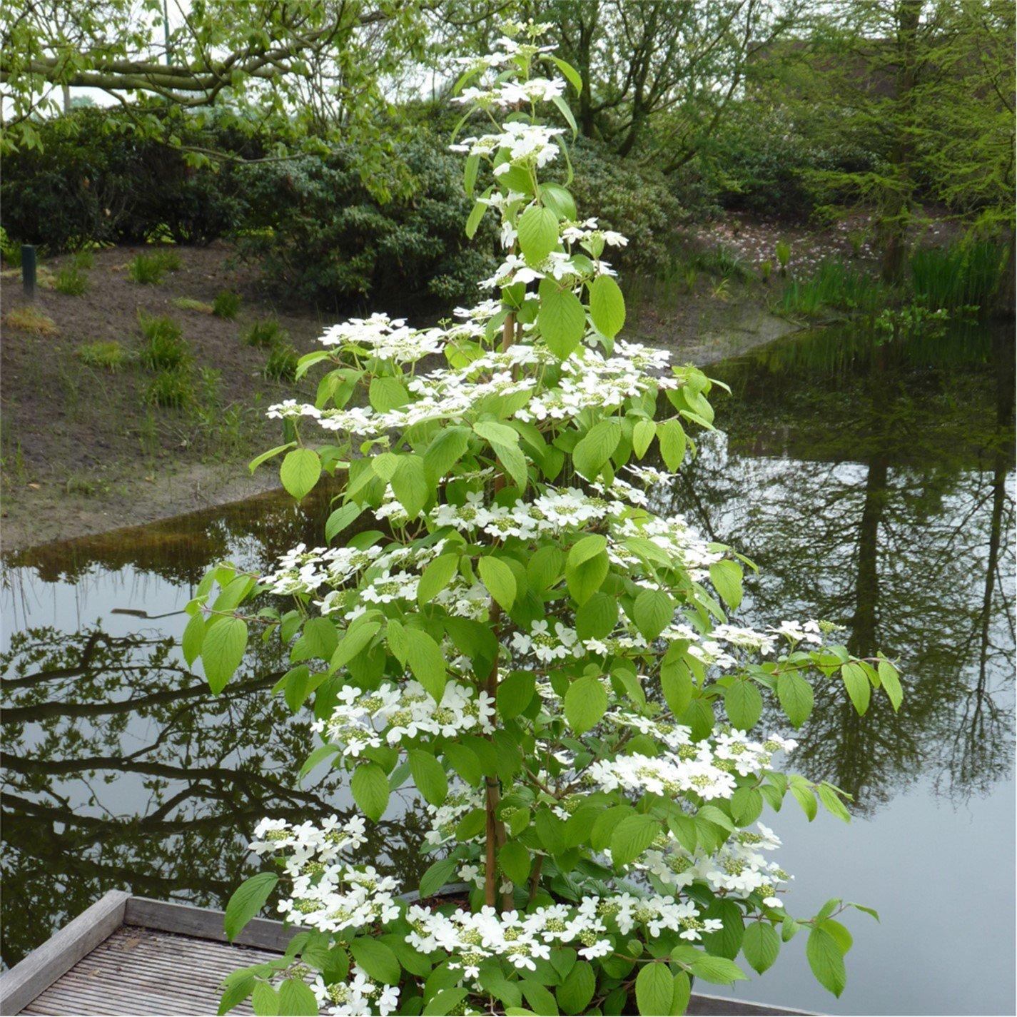 Green - YouGarden - Viburnum plicatum Kilimanjaro Sunrise  3L - 1