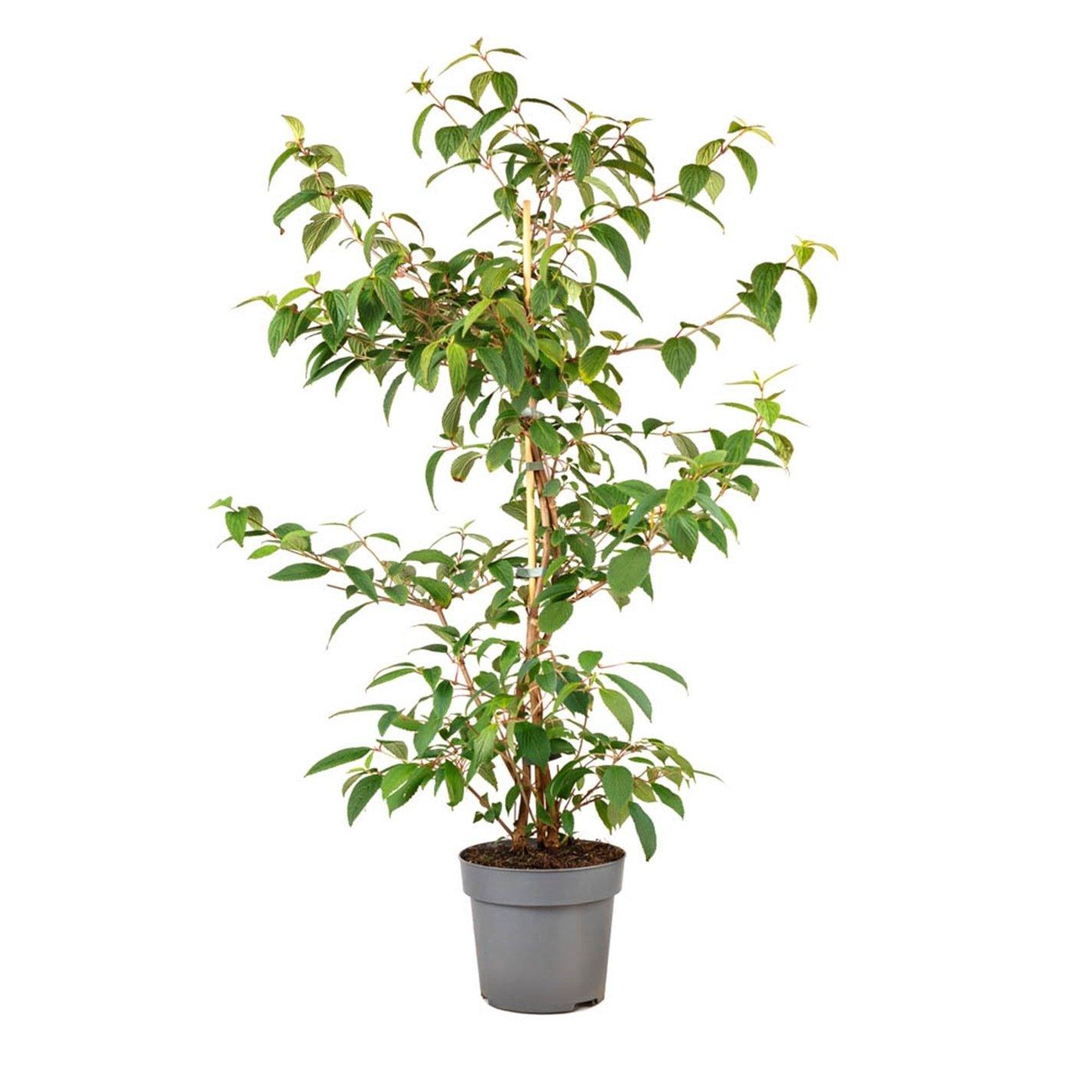 Green - YouGarden - Viburnum plicatum Kilimanjaro Sunrise  3L - 2