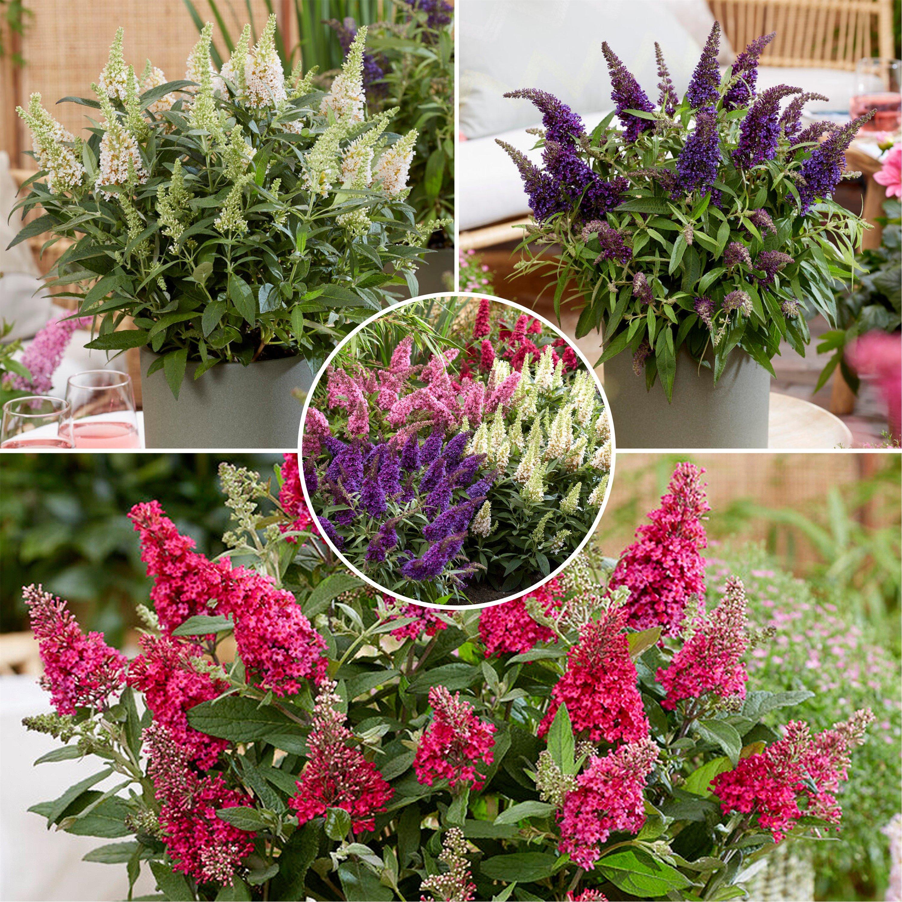 Yougarden  Buddleia Dav. Butterfly Candy 9Cm Mix X3 -  - 3 x 9cm Po