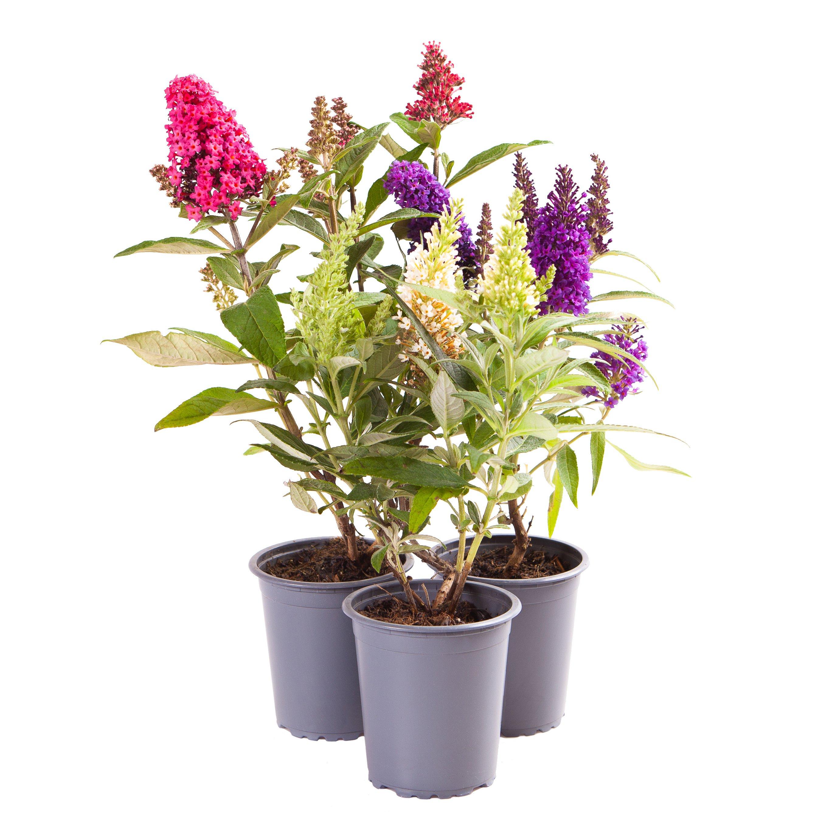 Multi - YouGarden - Buddleia dav. Butterfly Candy 9cm Mix x3 - 2