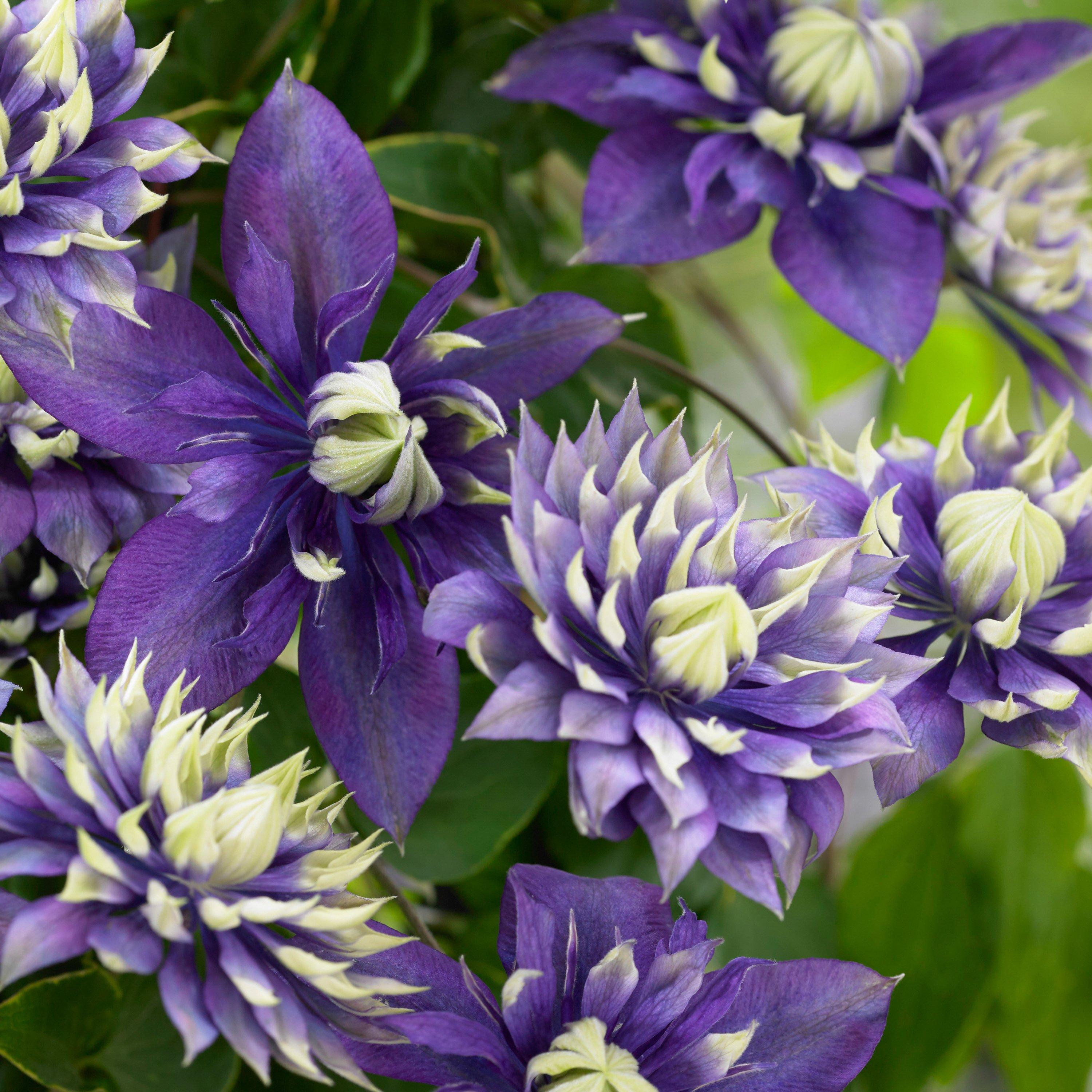 Purple - YouGarden - Clematis Taiga 9cm - 3