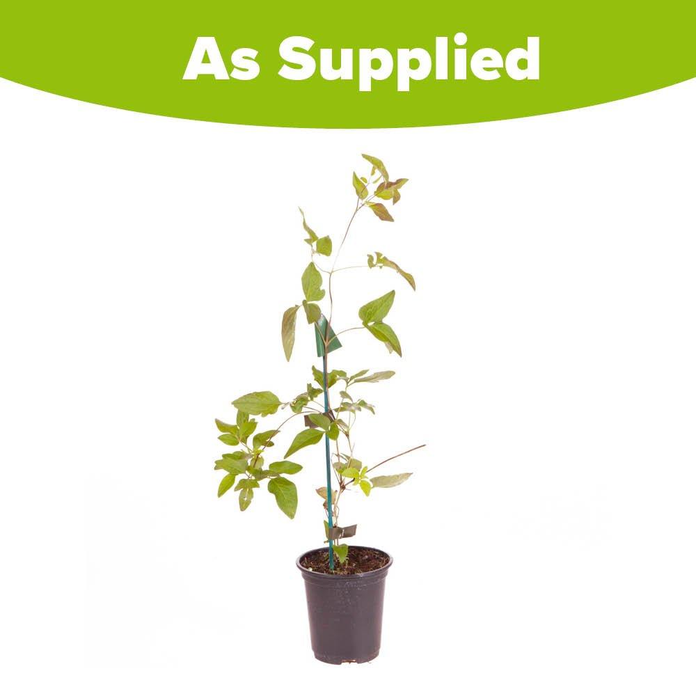 Purple - YouGarden - Clematis Taiga 9cm - 4