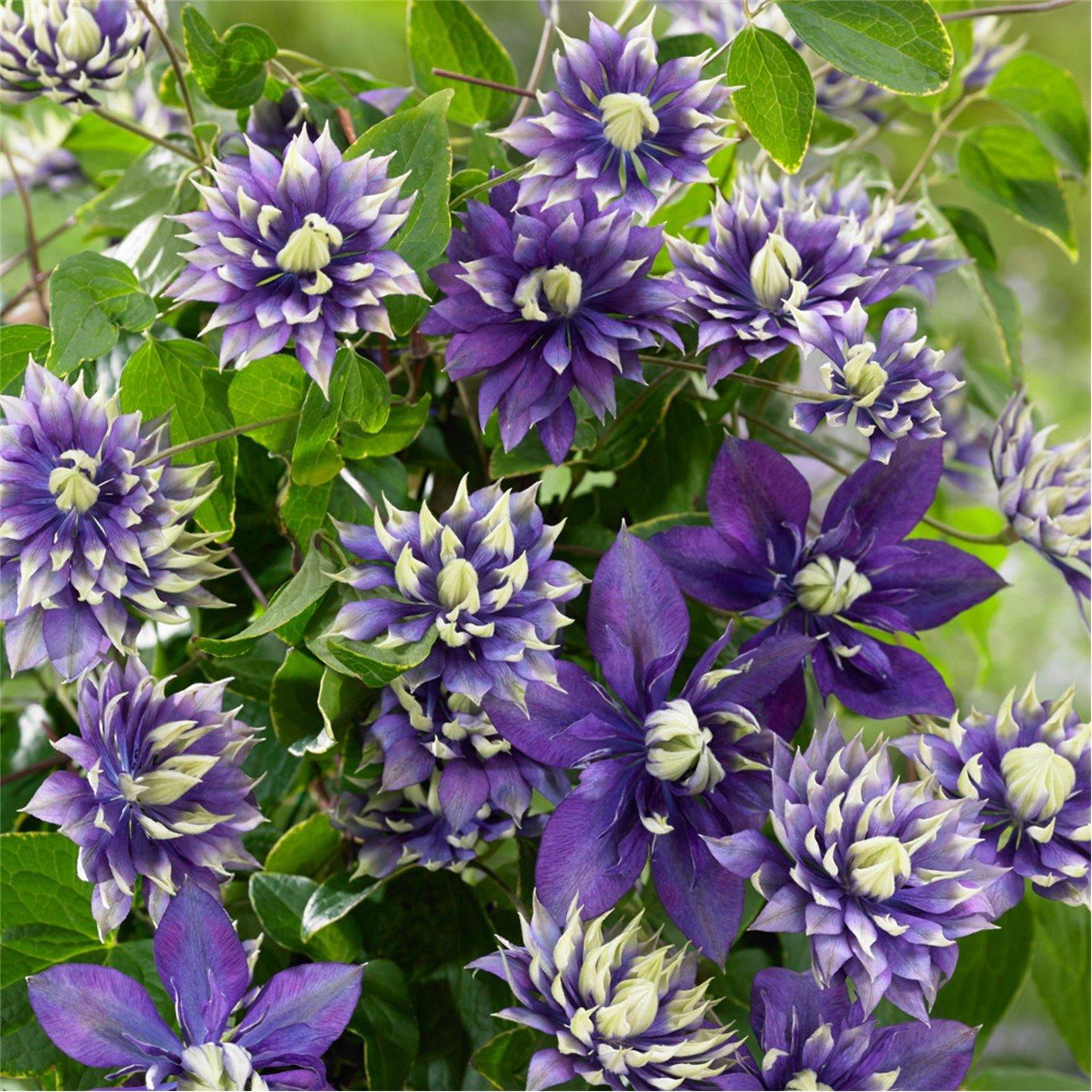 Yougarden  Clematis Taiga 9Cm X 2 - Purple - 2 x 9cm Po