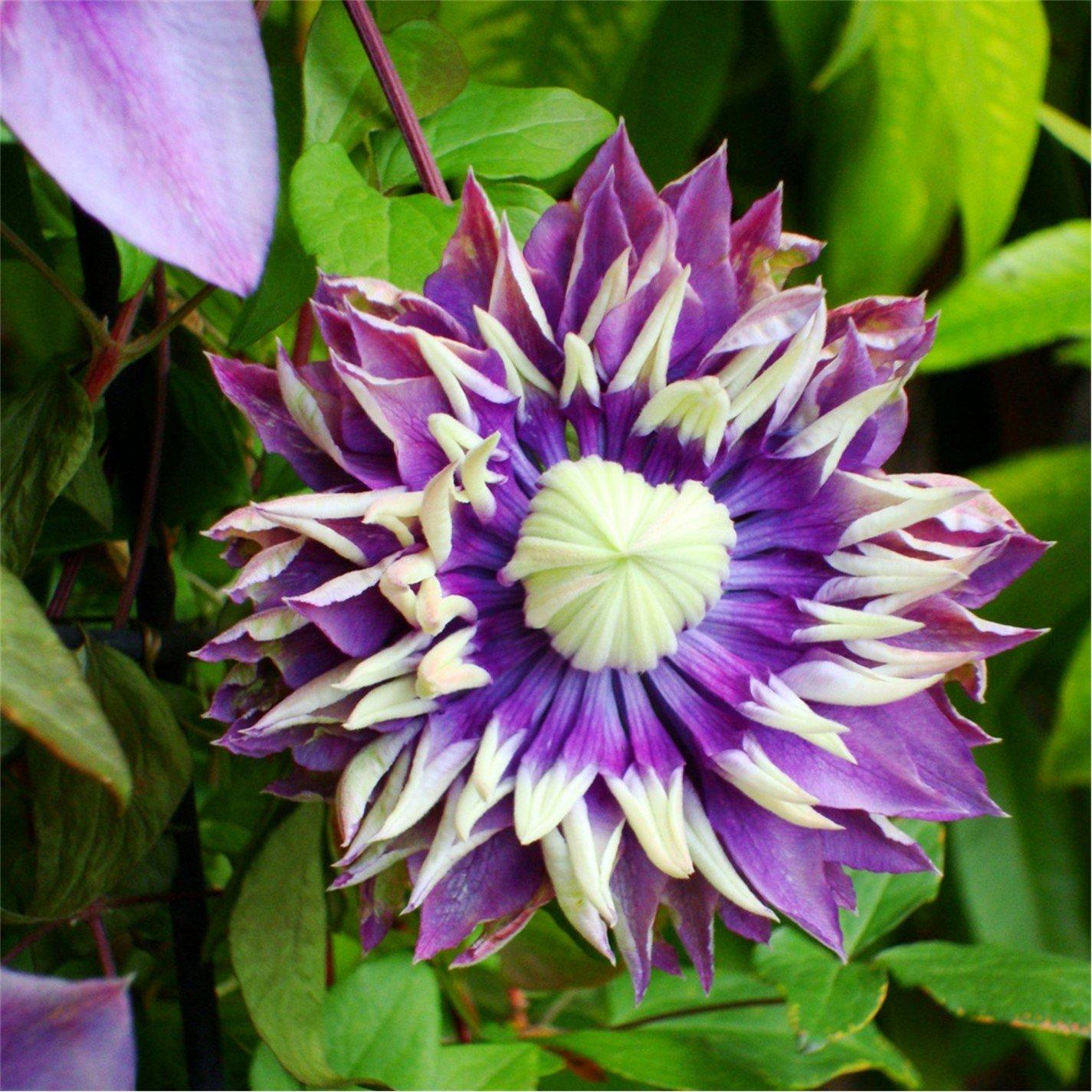 Purple - YouGarden - Clematis Taiga 9cm x 2 - 2