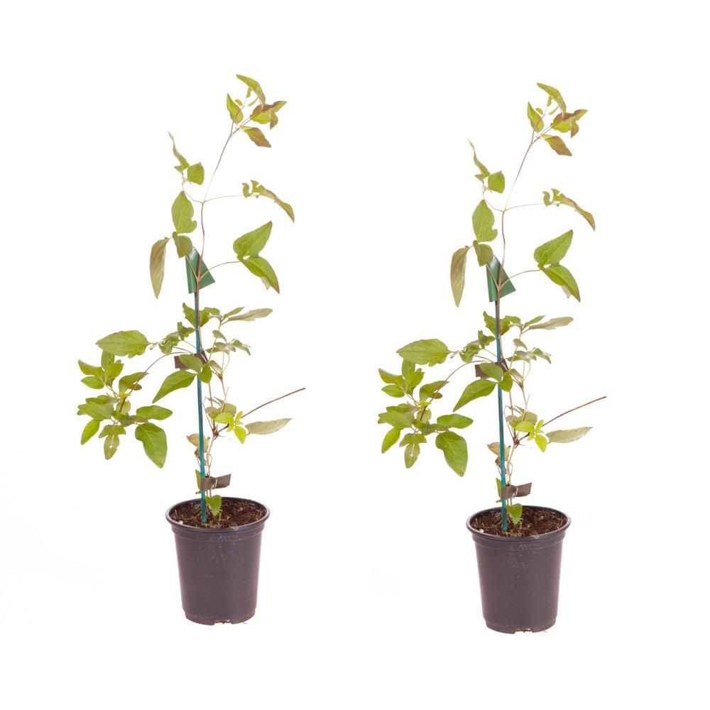 Purple - YouGarden - Clematis Taiga 9cm x 2 - 3