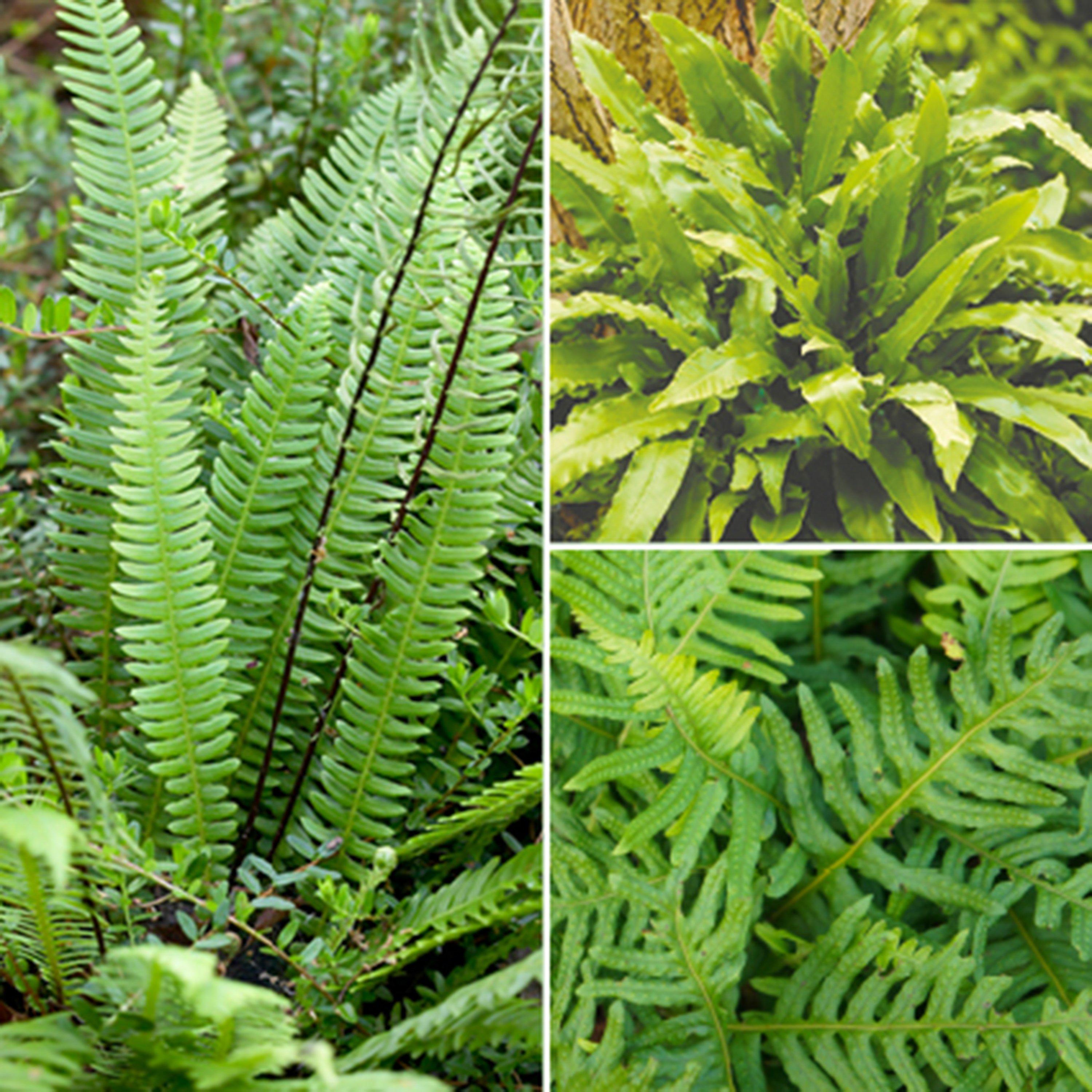 Green - YouGarden - Evergreen Hardy Fern Collection 9cm x 3 - 1