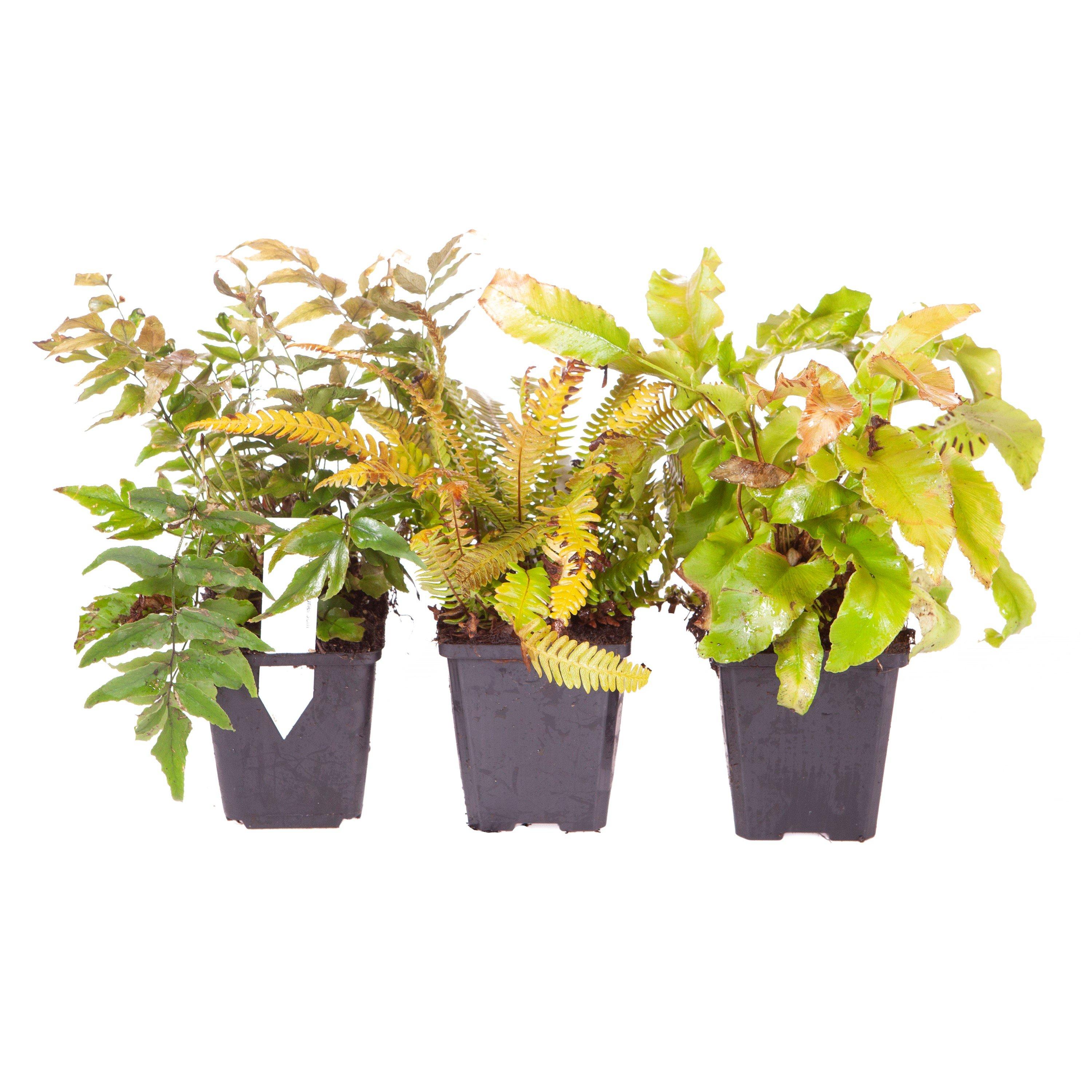Green - YouGarden - Evergreen Hardy Fern Collection 9cm x 3 - 2