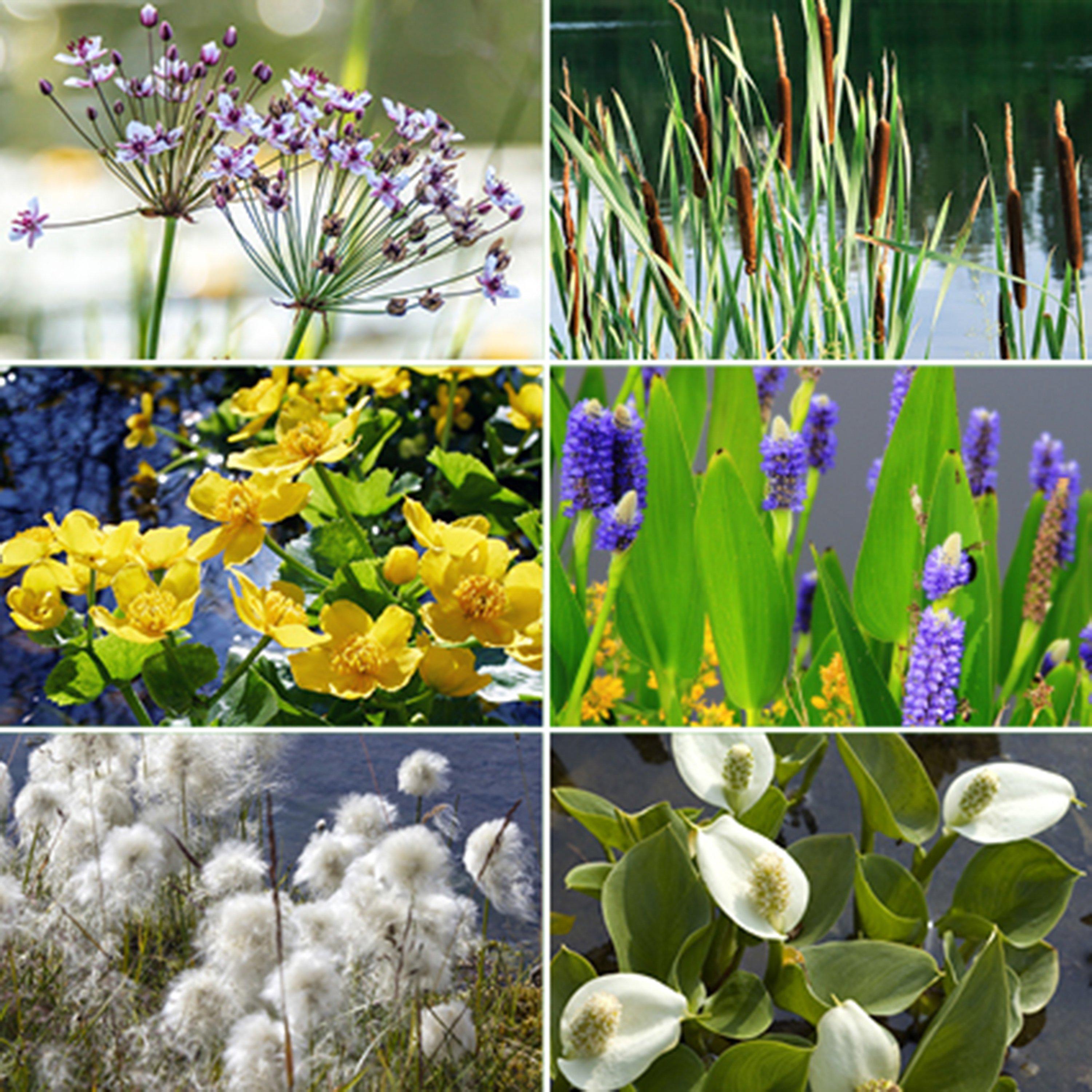 Yougarden  Pond Plant Collection 6 X 9Cm -  - 9cm Potted