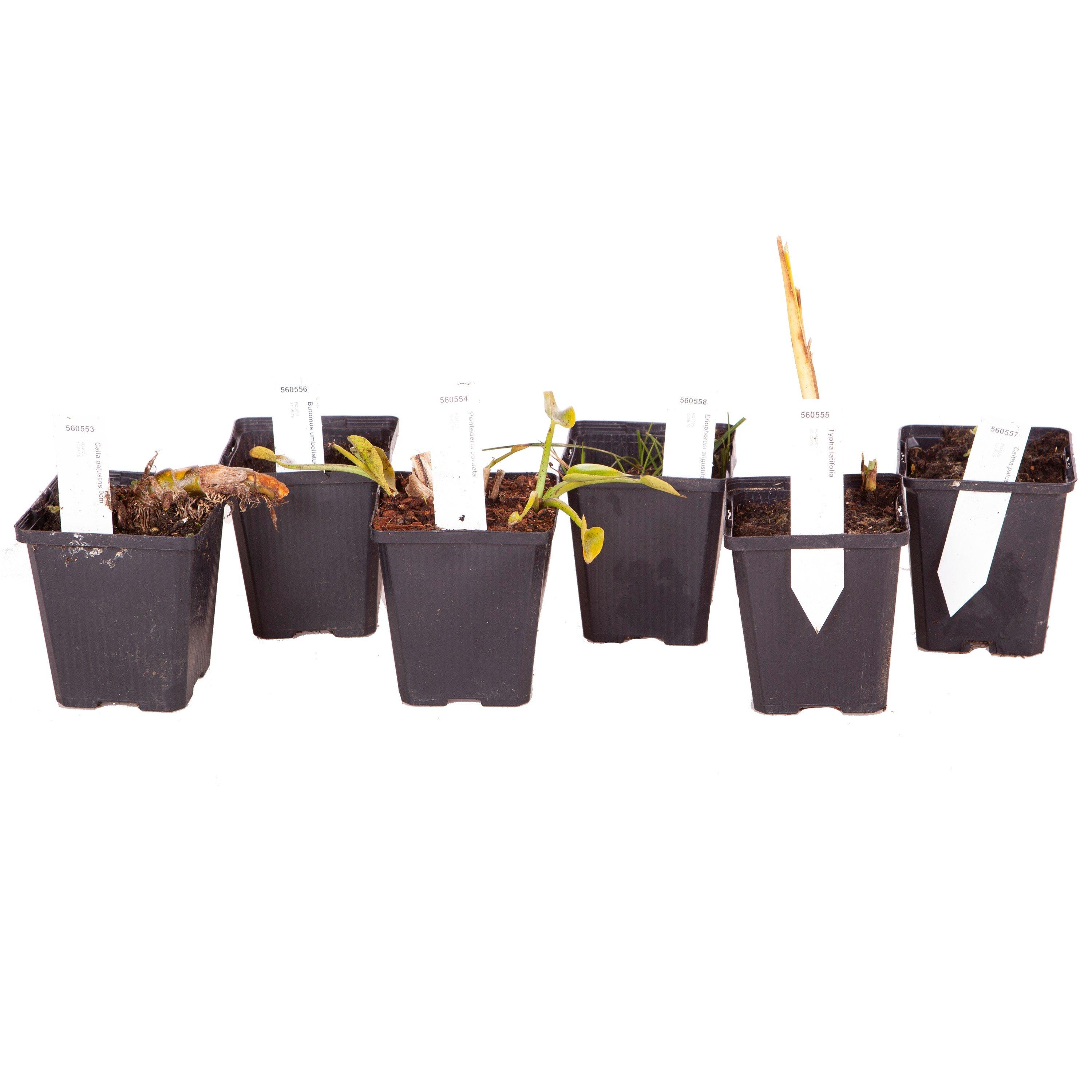 Multi - YouGarden - Pond Plant Collection 6 x 9cm - 2