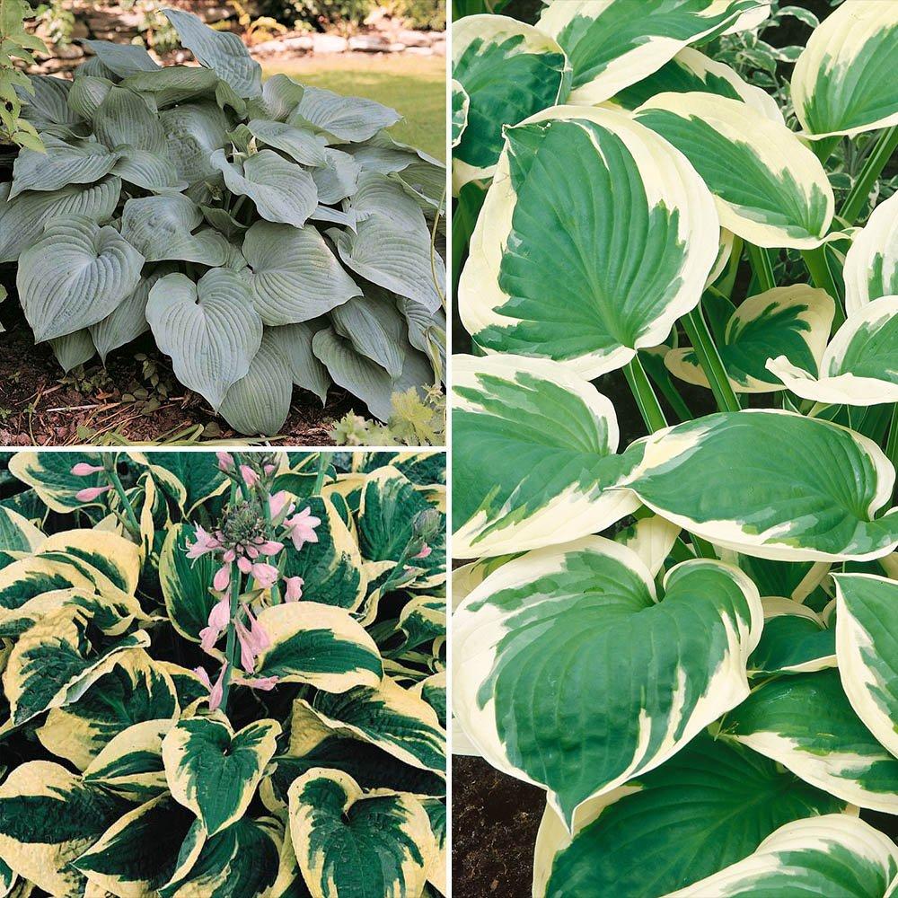 Green - YouGarden - Hosta Collection 9cm x 3 - 1