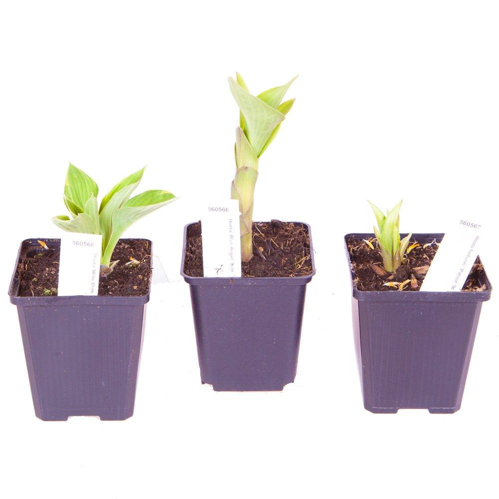 Green - YouGarden - Hosta Collection 9cm x 3 - 2