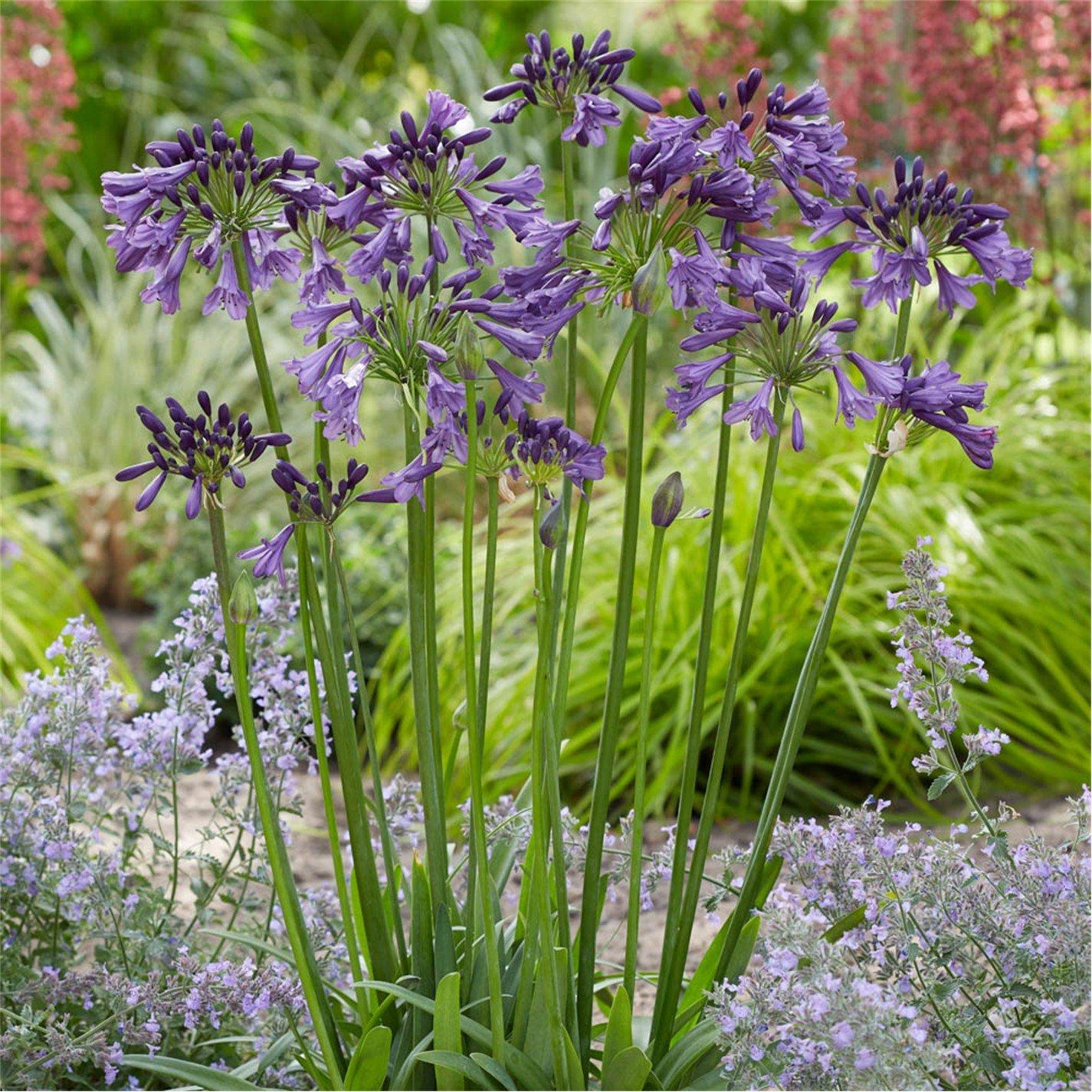 Purple - YouGarden - Agapanthus Poppin Purple 9cm x 3 - 1
