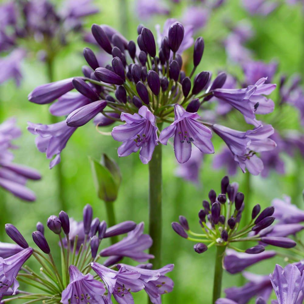 Purple - YouGarden - Agapanthus Poppin Purple 9cm x 3 - 2