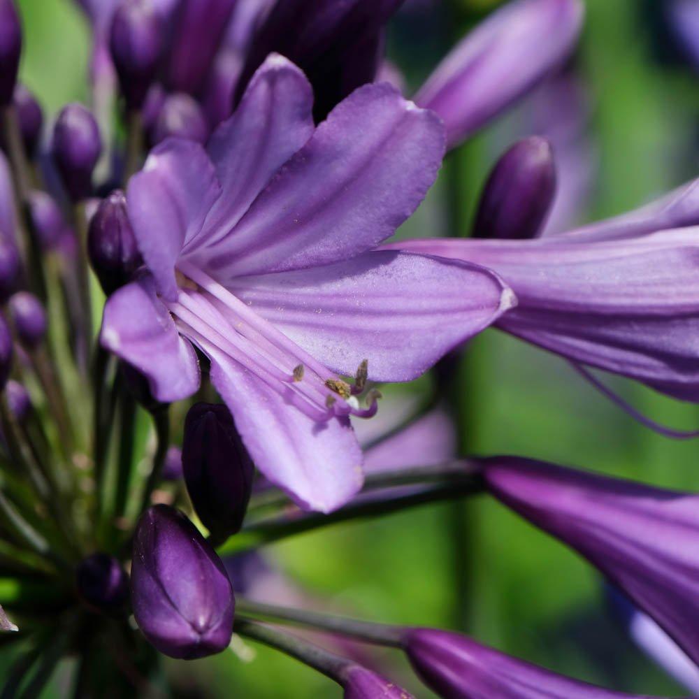 Purple - YouGarden - Agapanthus Poppin Purple 9cm x 3 - 3