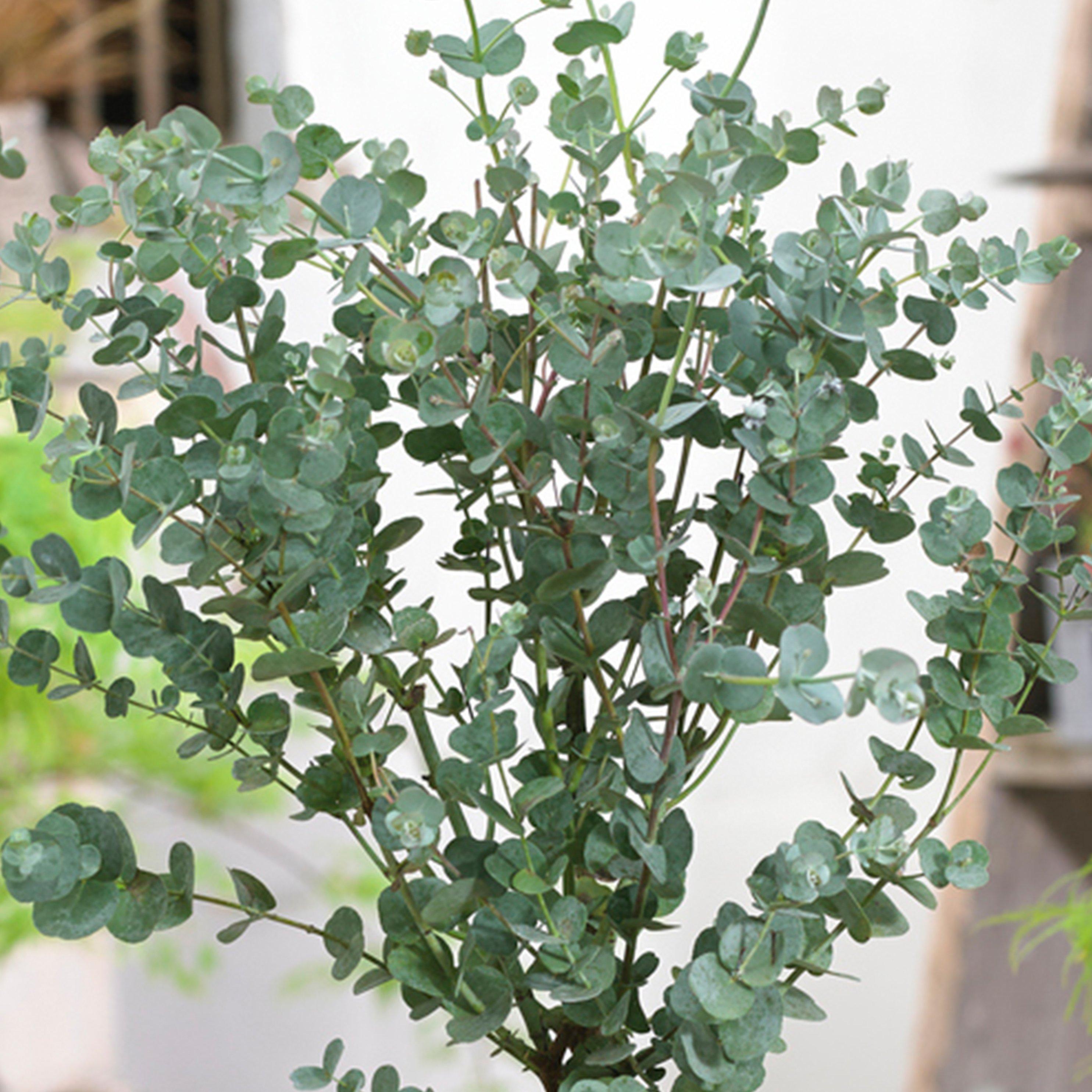 Green - YouGarden - Eucalyptus gunnii Standard 60-100 2L - 1