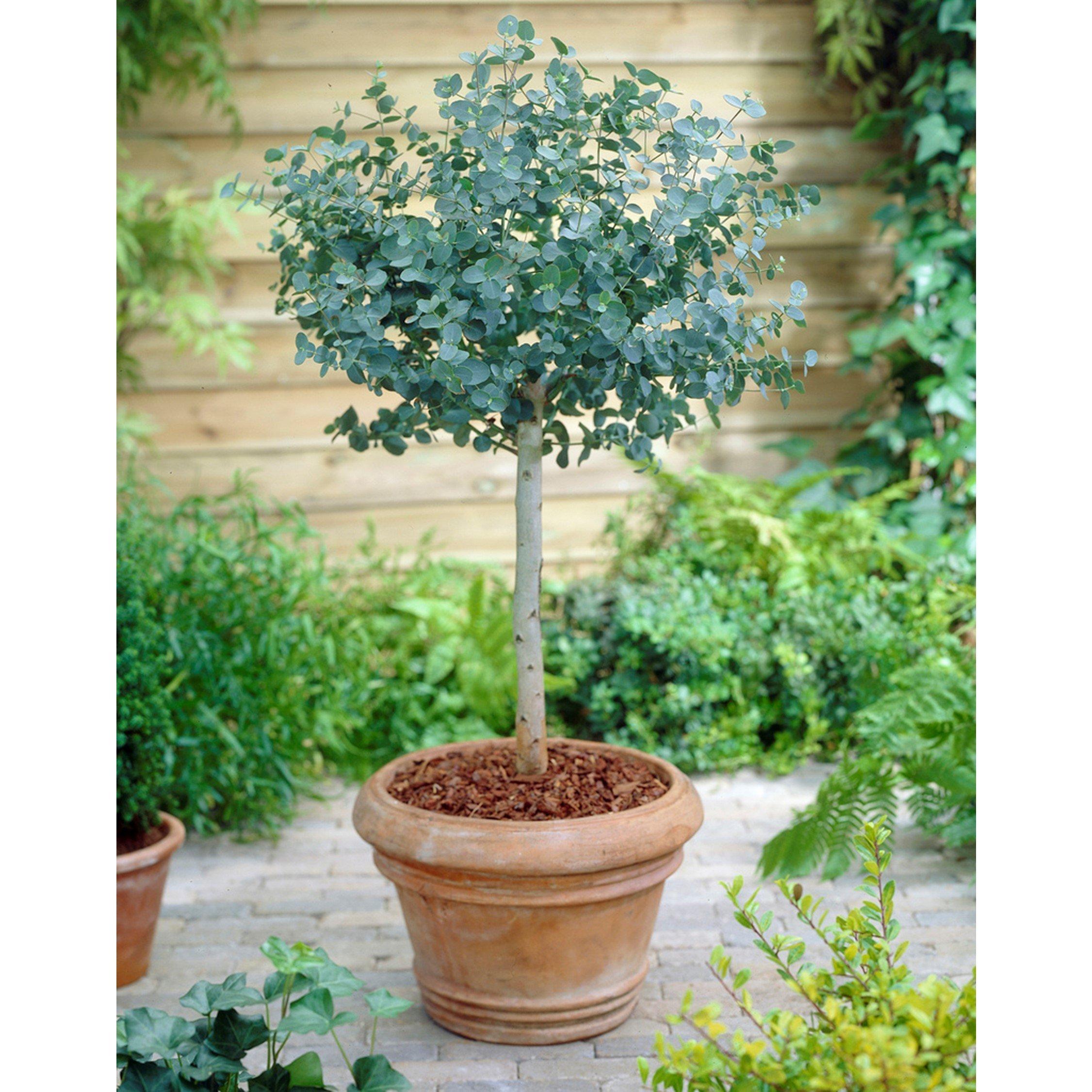 Green - YouGarden - Eucalyptus gunnii Standard 60-100 2L - 2