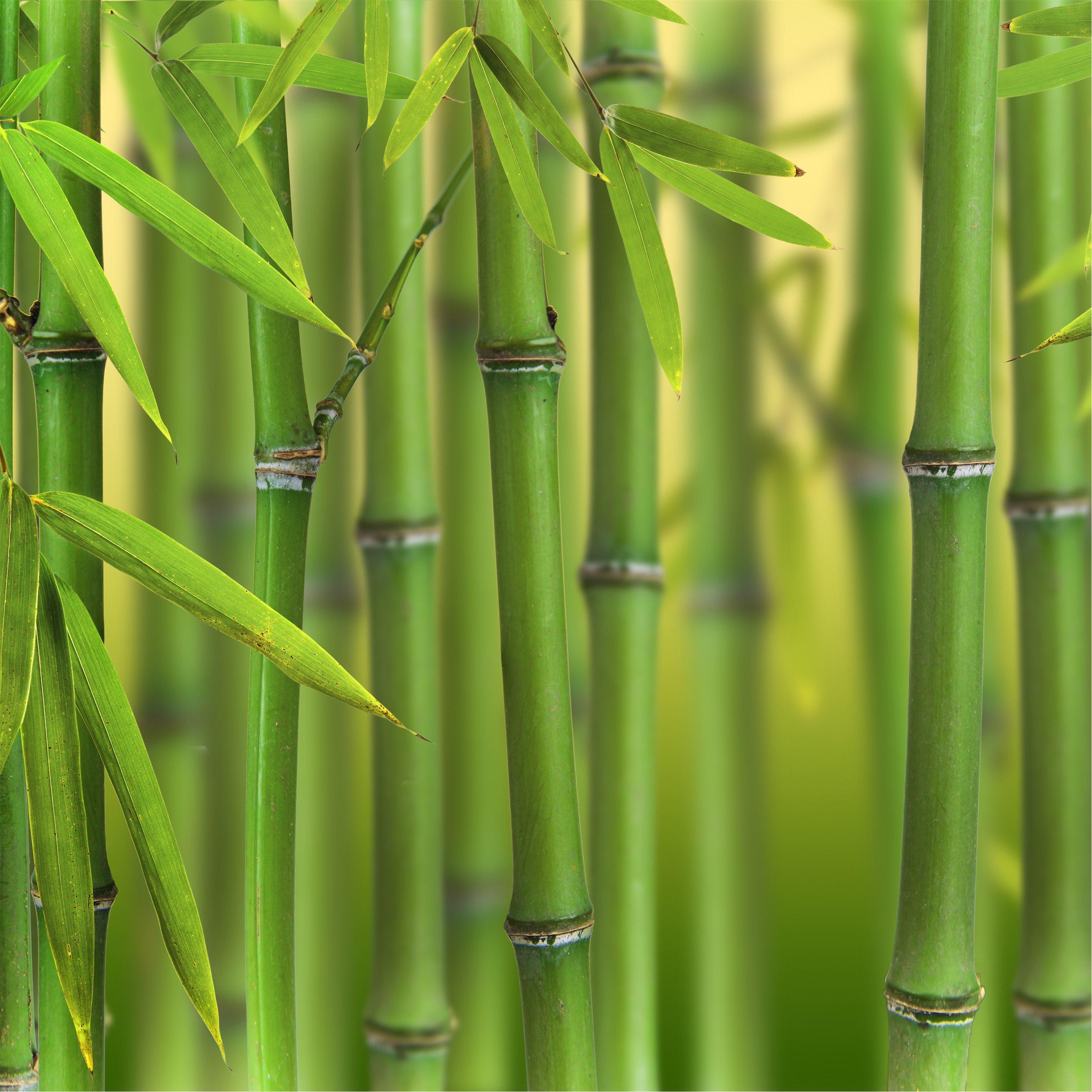 Yougarden Green Bamboo Plant 2L Pot - Image 4