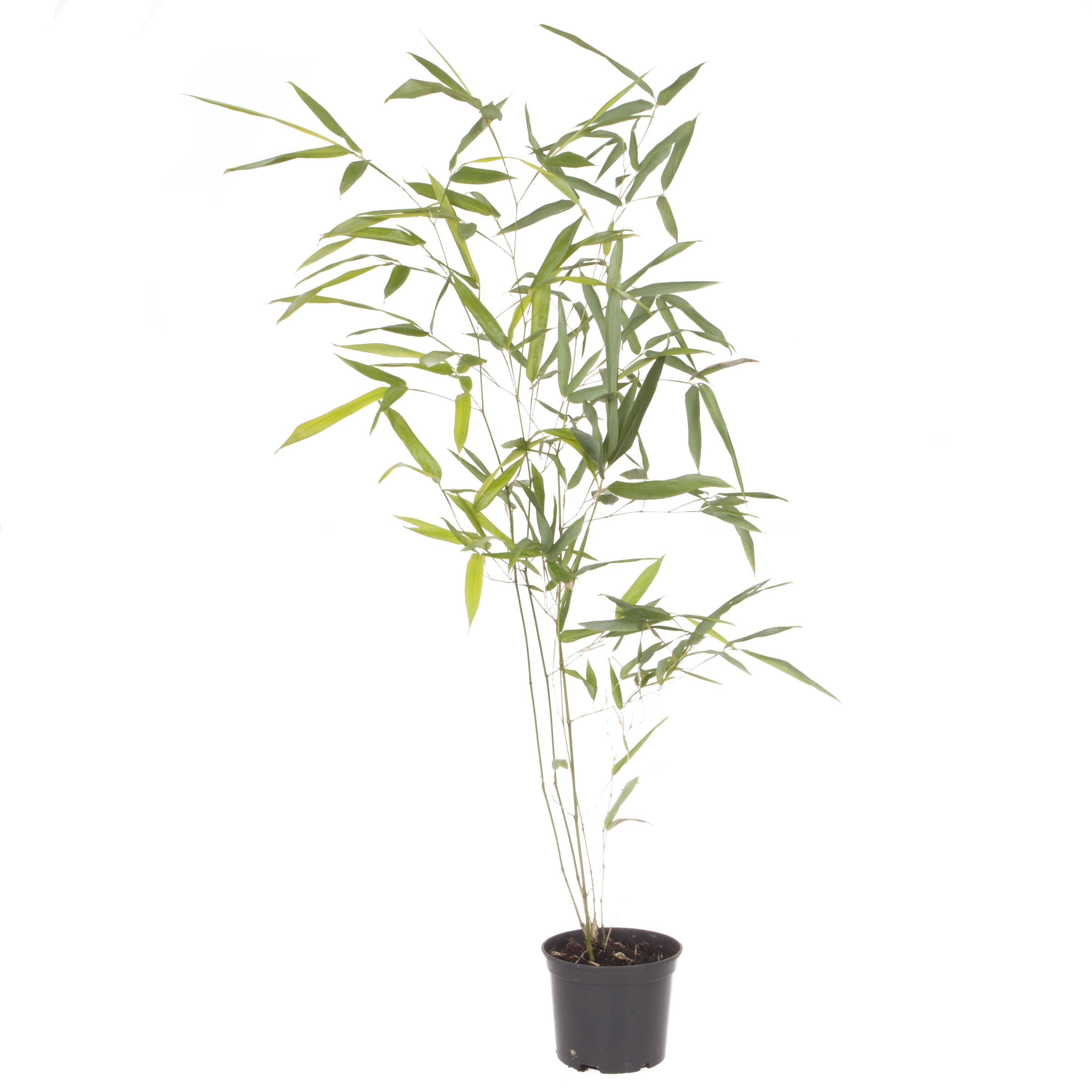 Green - YouGarden - Phyllostachys bissettii 3 litre - 2