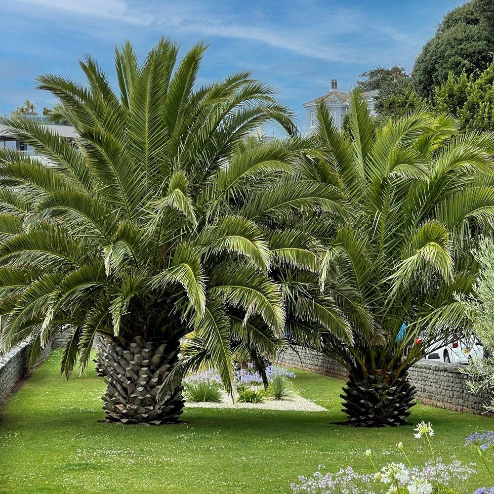 Yougarden  Phoenix Canariensis 55-75Cm 14Cm X 2 - Green - 2 x 55x75
