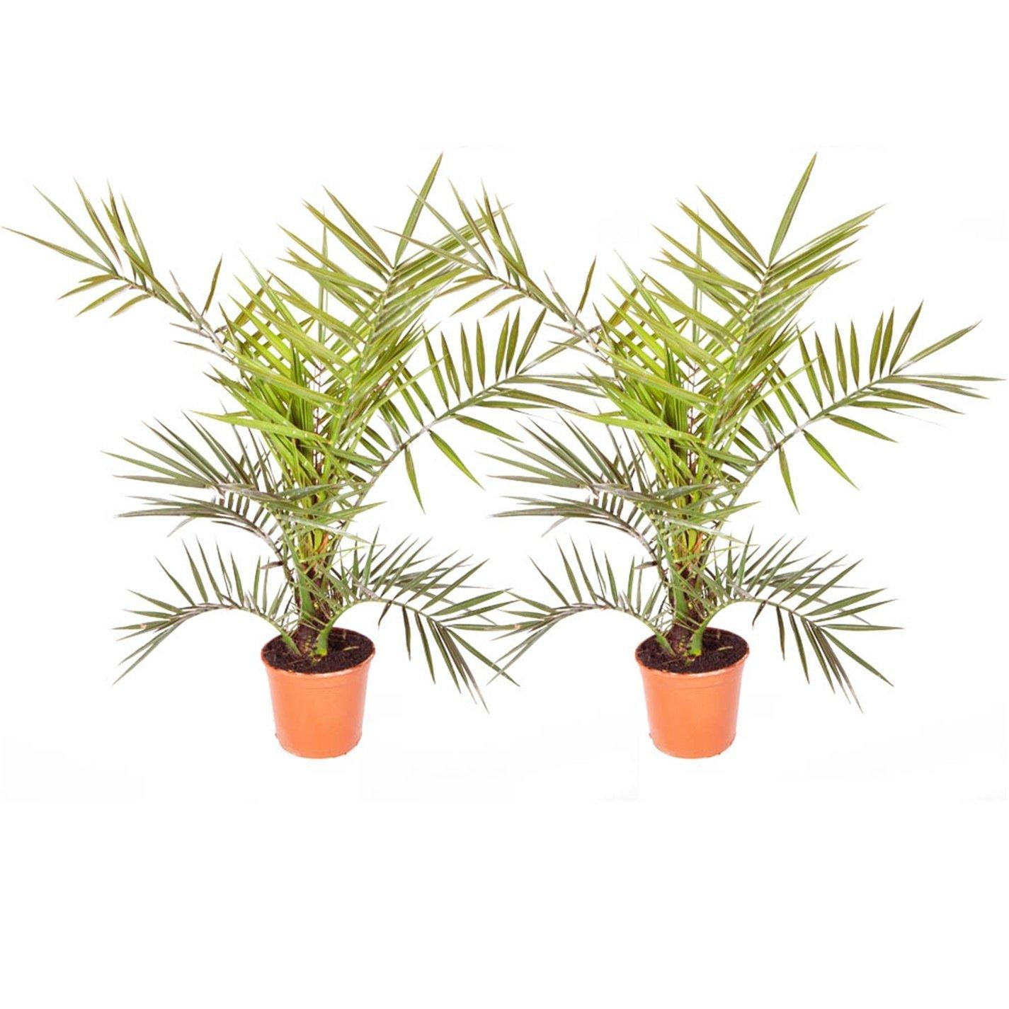 Green - YouGarden - Phoenix canariensis 55-75cm 14cm x 2 - 3