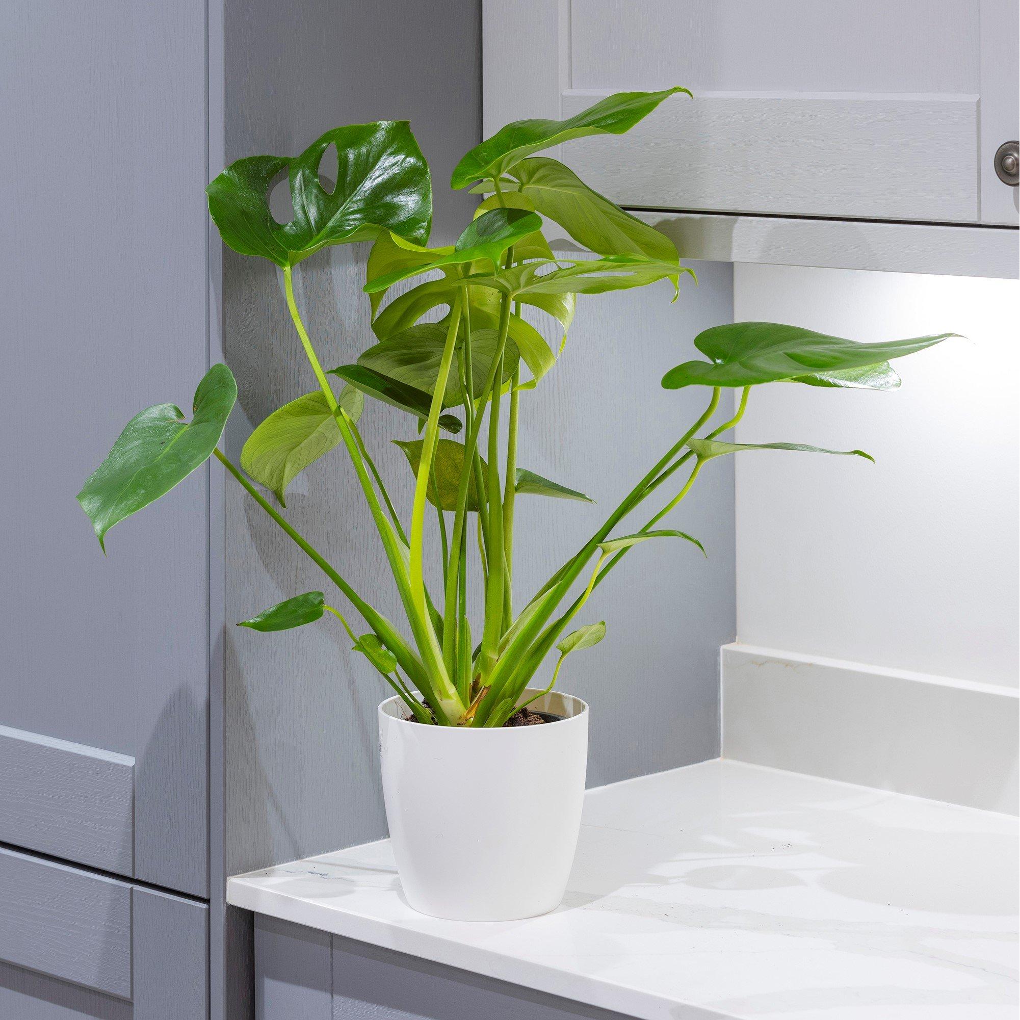 Yougarden Monstera Deliciosa Plant - Image 5