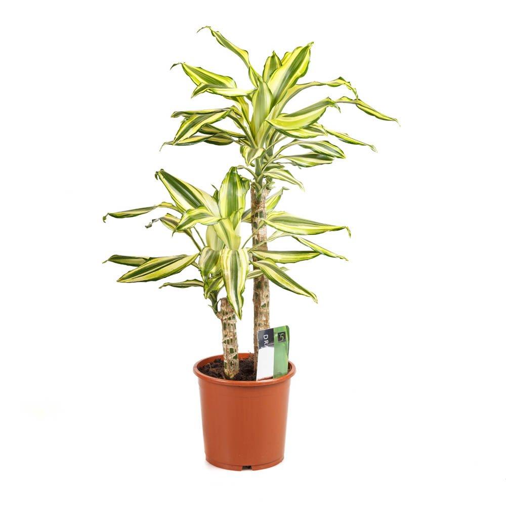 Green - YouGarden - Dracaena fragrans Yellow Coast 17cm - 2