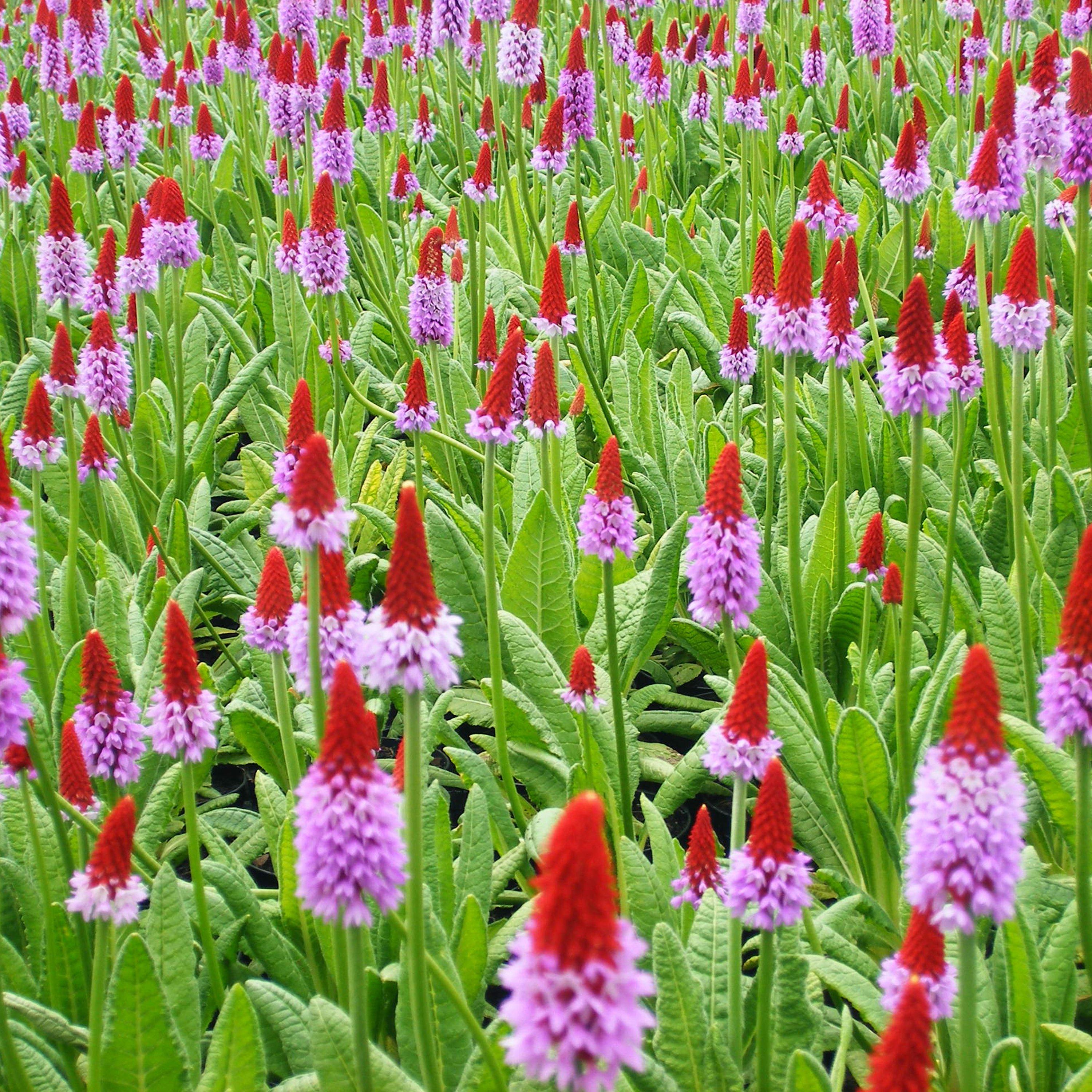 Multi - YouGarden - Primula vialii (Red Hot Poker) 9cm x 3 - 1
