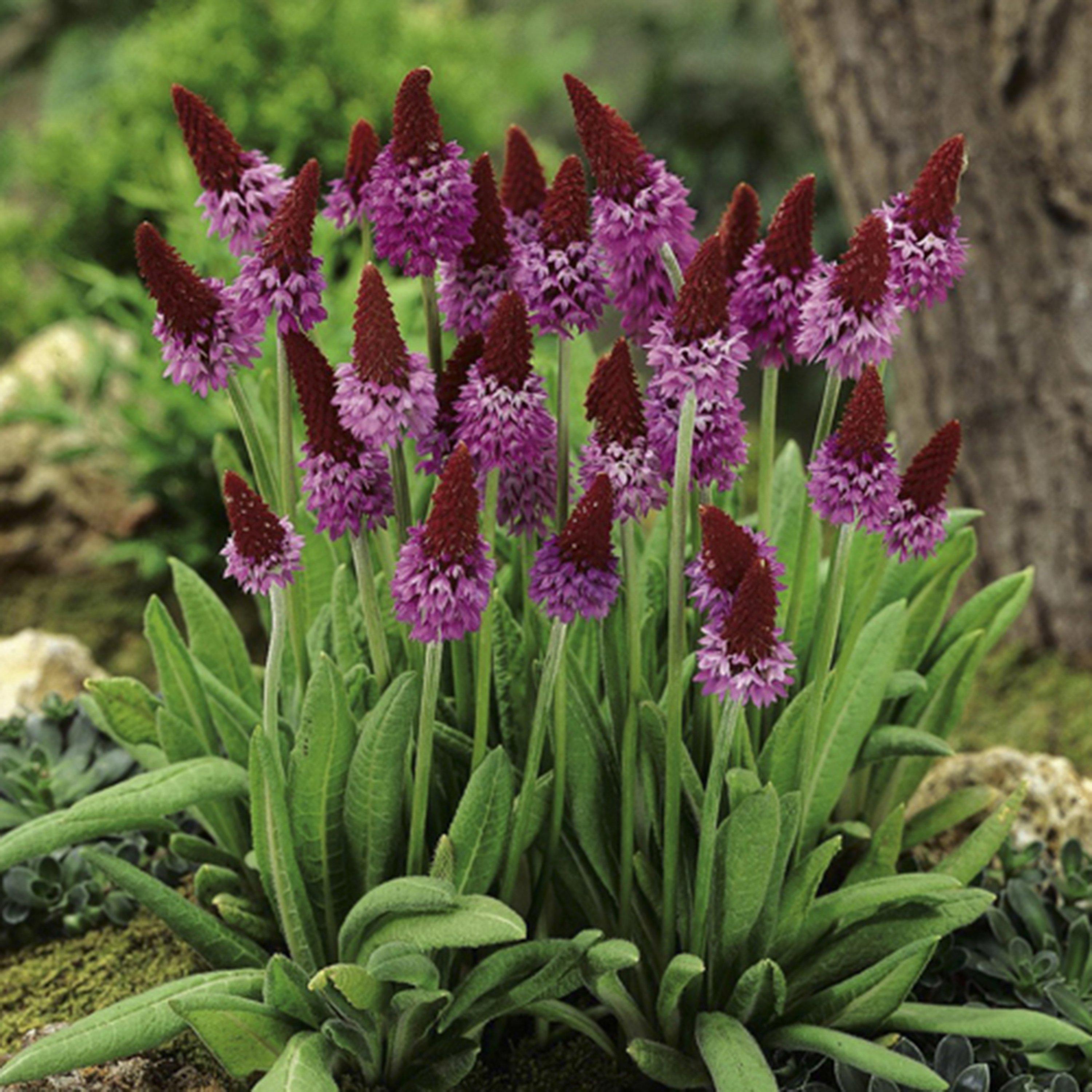Multi - YouGarden - Primula vialii (Red Hot Poker) 9cm x 3 - 2