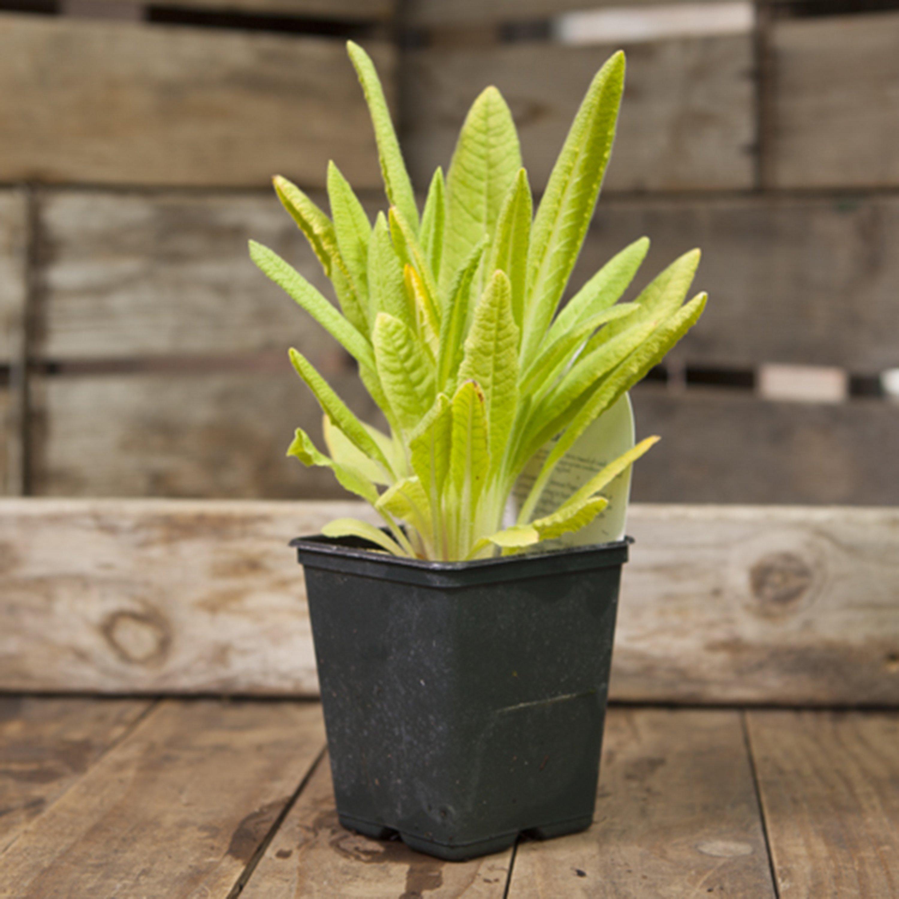 Multi - YouGarden - Primula vialii (Red Hot Poker) 9cm x 3 - 4