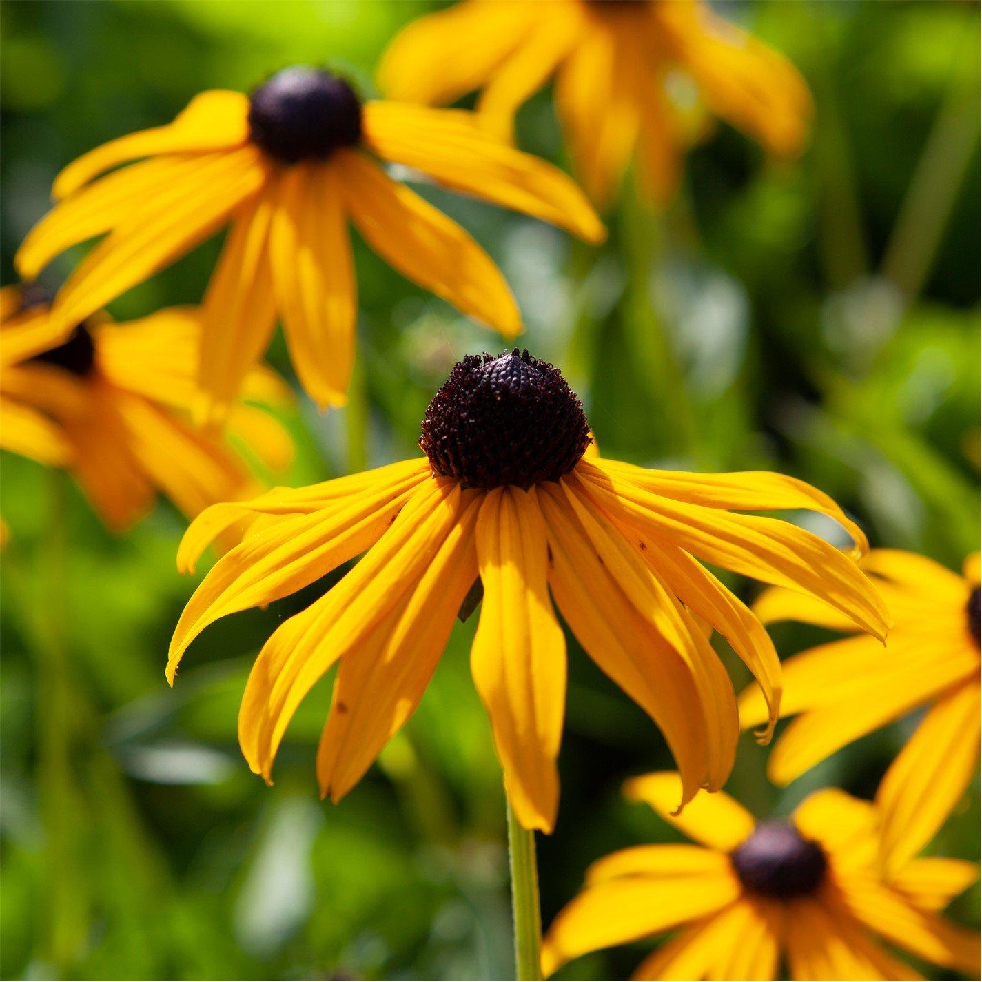 Yougarden  Rudbeckia Goldsturm 9Cm X 3 - Yellow - 3 x 9cm Po
