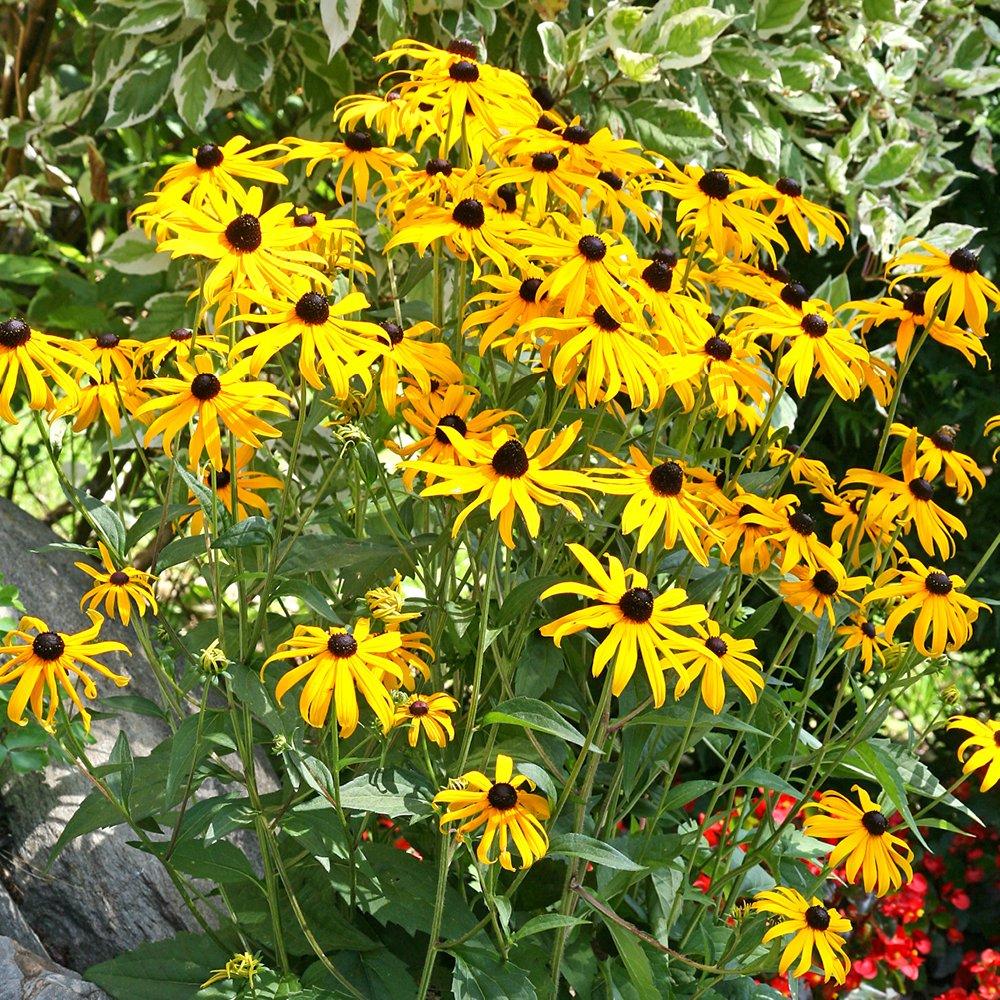 Yellow - YouGarden - Rudbeckia Goldsturm 9cm x 3 - 2