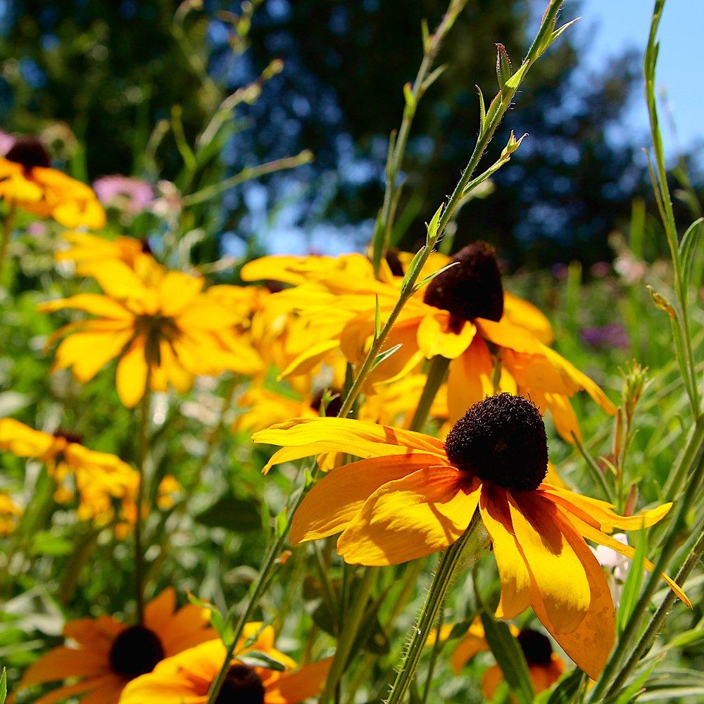 Yellow - YouGarden - Rudbeckia Goldsturm 9cm x 3 - 3