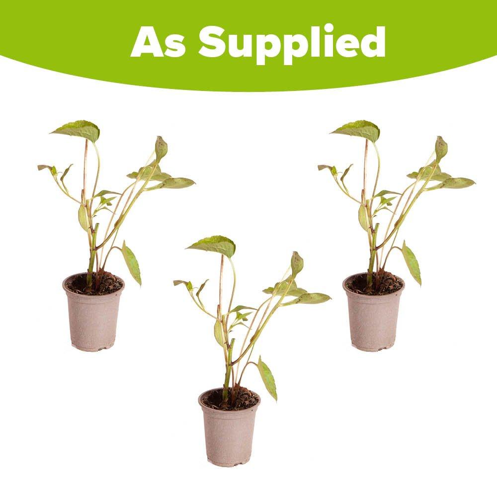 Yellow - YouGarden - Rudbeckia Goldsturm 9cm x 3 - 4